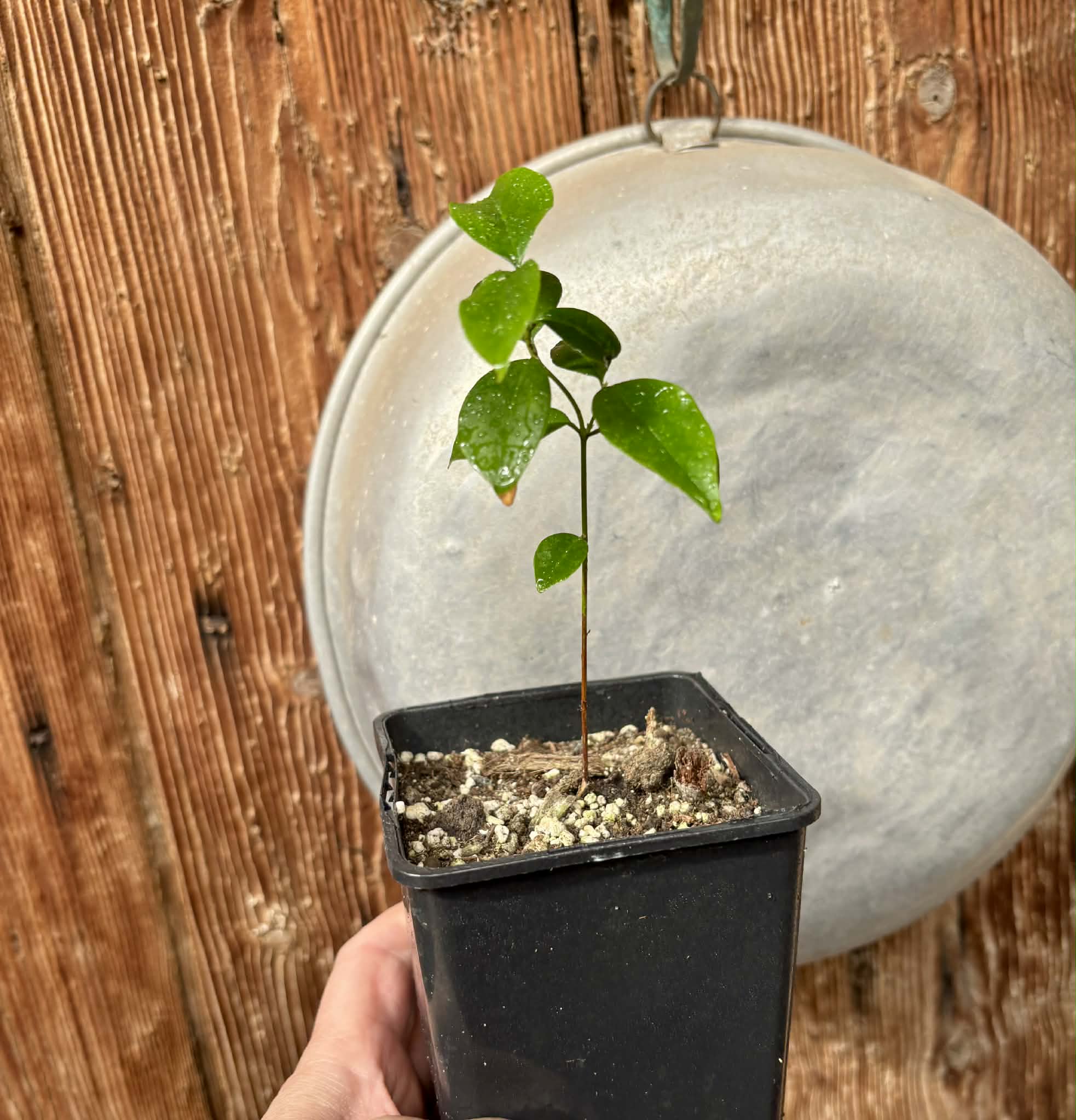 Eugenia zuccarini - 1 potted seedling / 1 getopfter Sämling