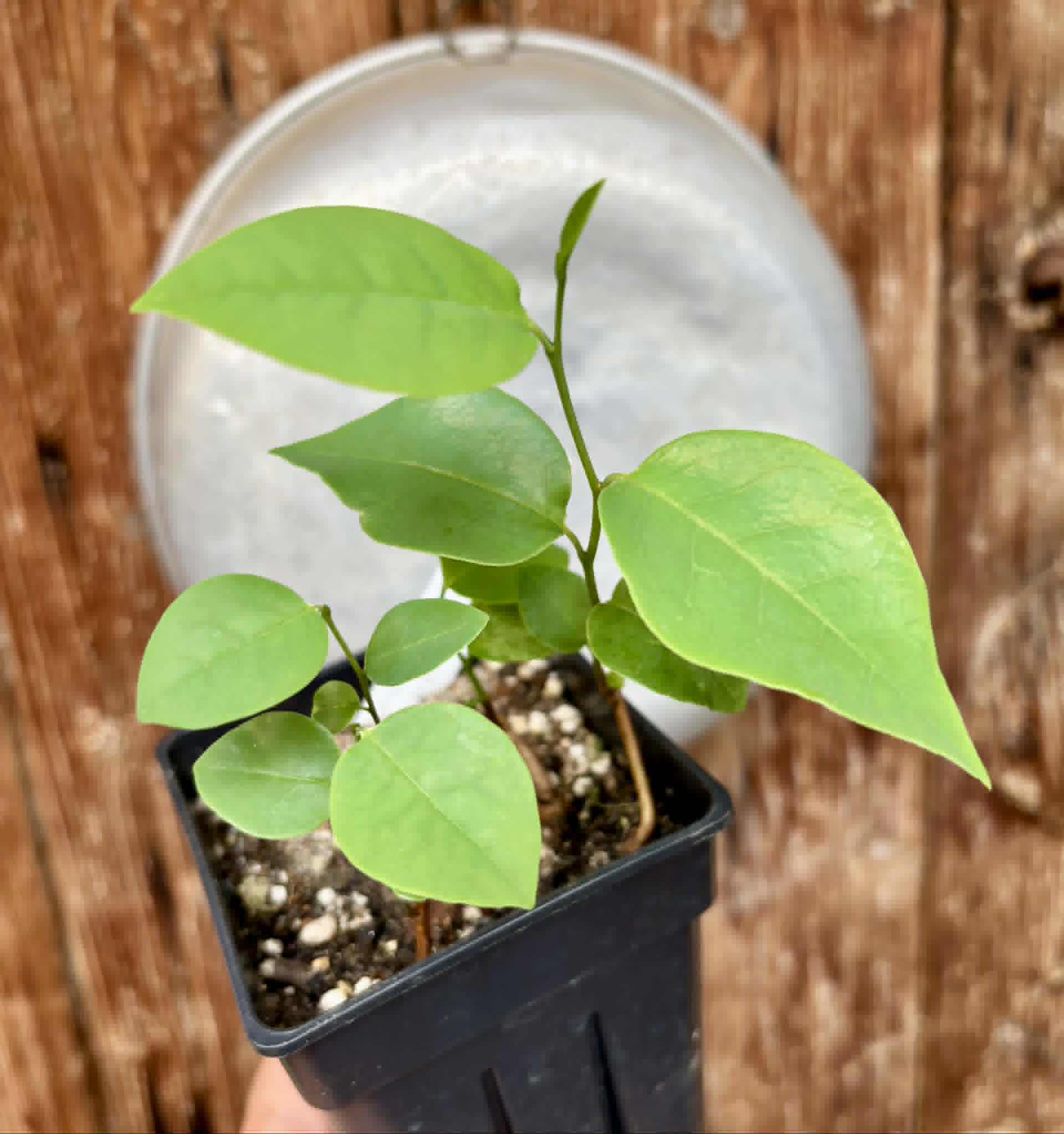 3 in 1 pot - Araticum Pinha (Annona vepretorum)  - 3 seedlings in one pot / 3 Sämlinge in einem Topf