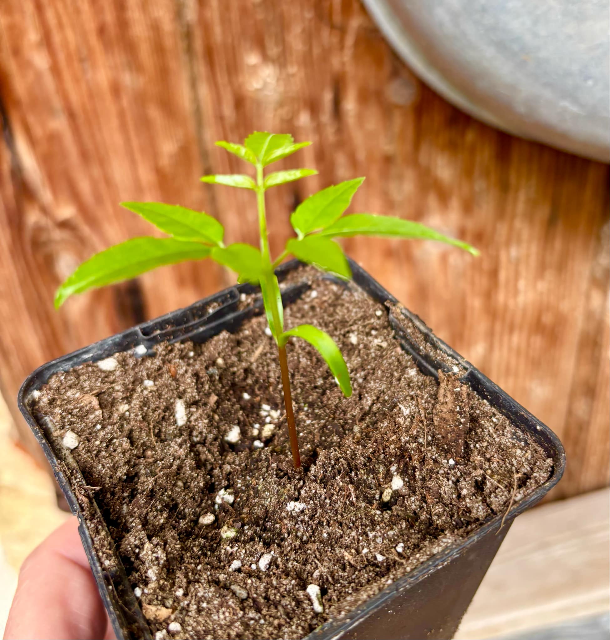 Spondias dulcis - 1 small potted seedling / 1 kleiner, getopfter Sämling Spondias dulcis - 1 small potted seedling / 1 kleiner, getopfter Sämling