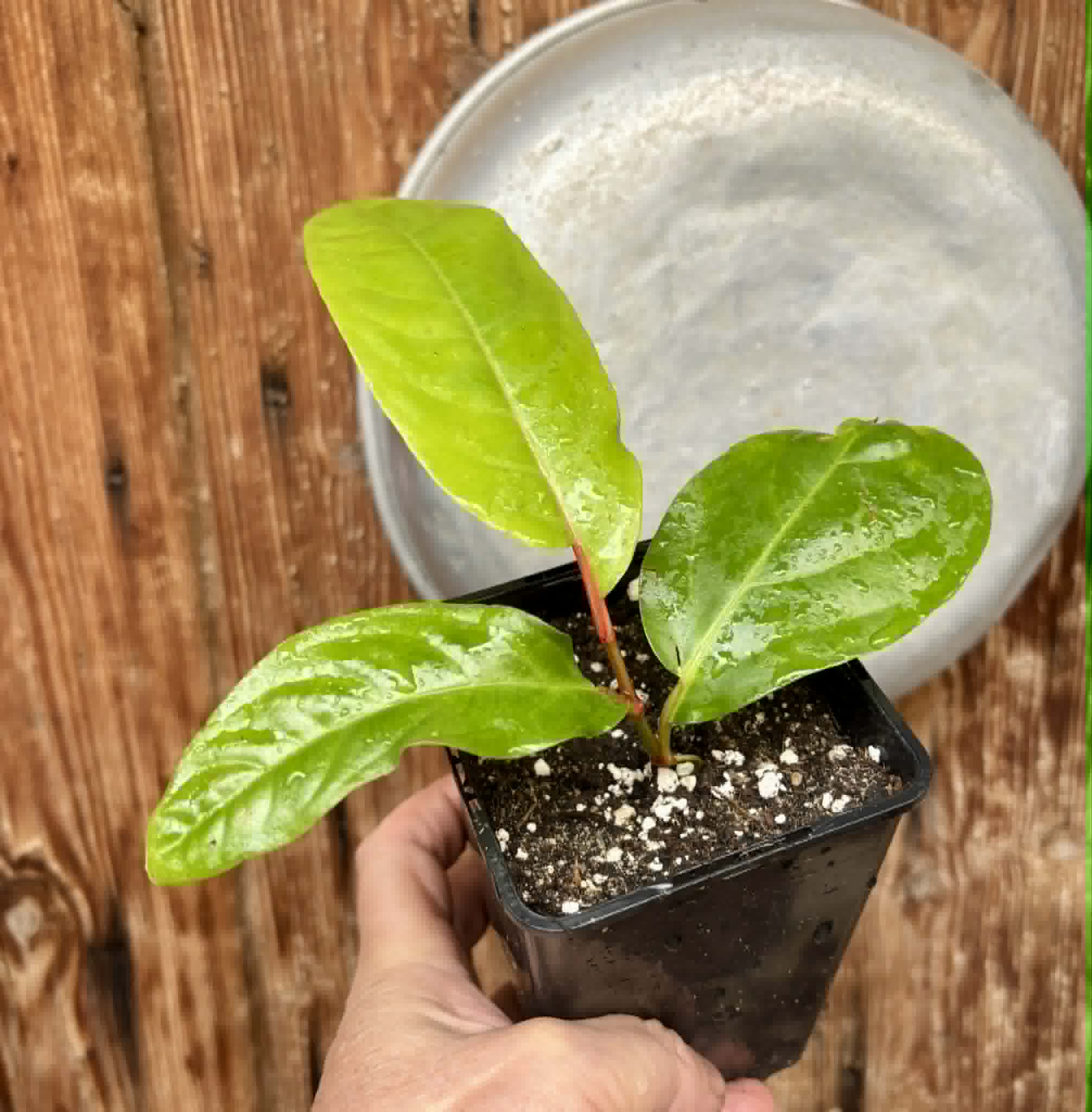 rooted cutting - Long Pepper  (Piper longum) - 1 potted plant / 1 getopfte Pflanze