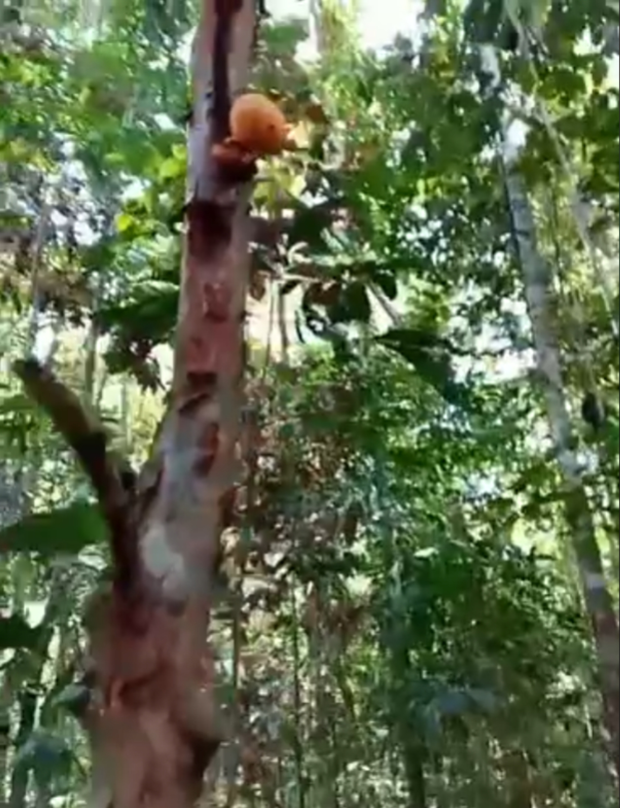 Plinia povedae - 1 potted seedling / 1 getopfter Sämling