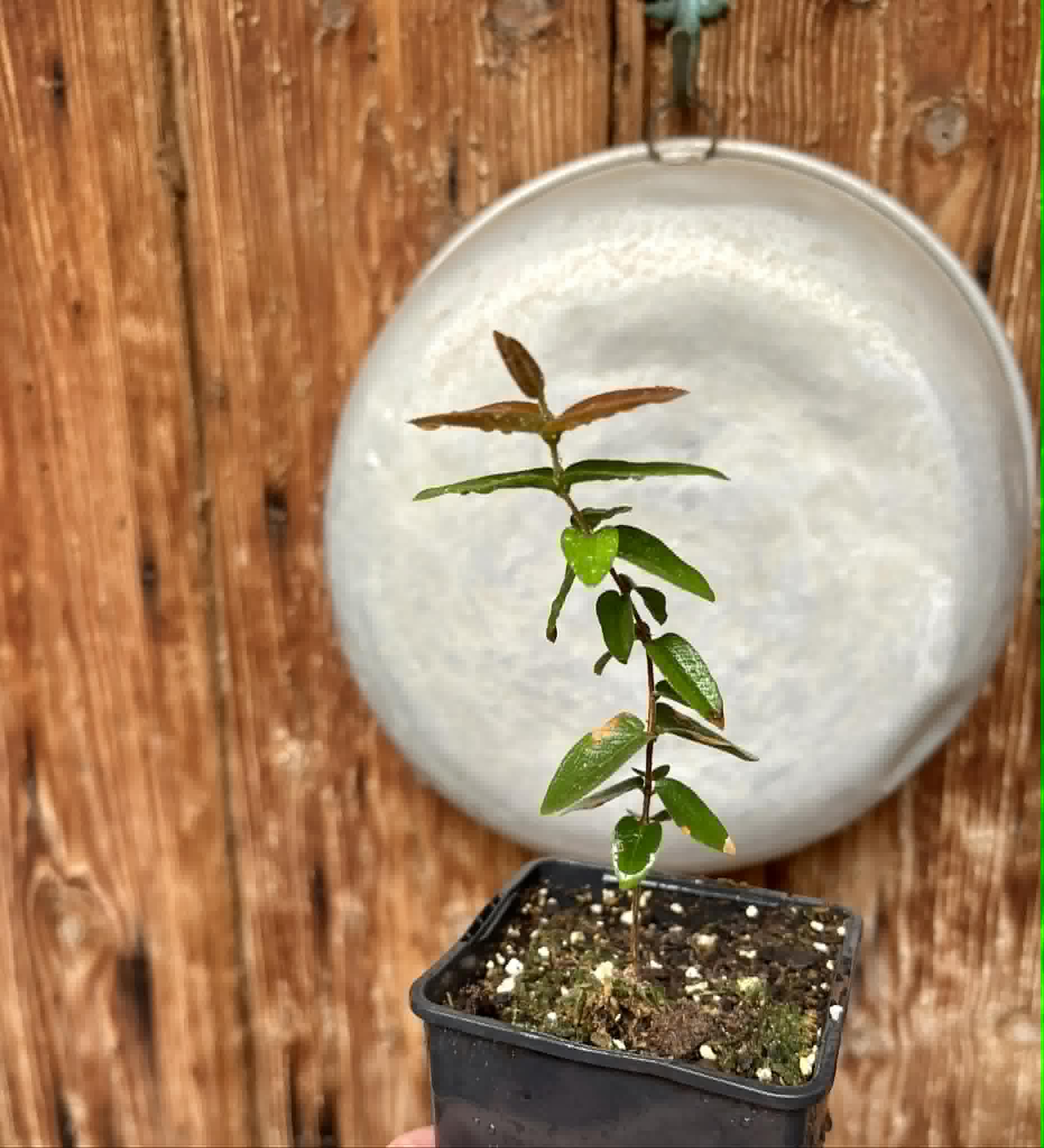 Myrciaria caerulescens (Roxa - Blue Guaquiea) - 1 potted seedling / 1 getopfter Sämling