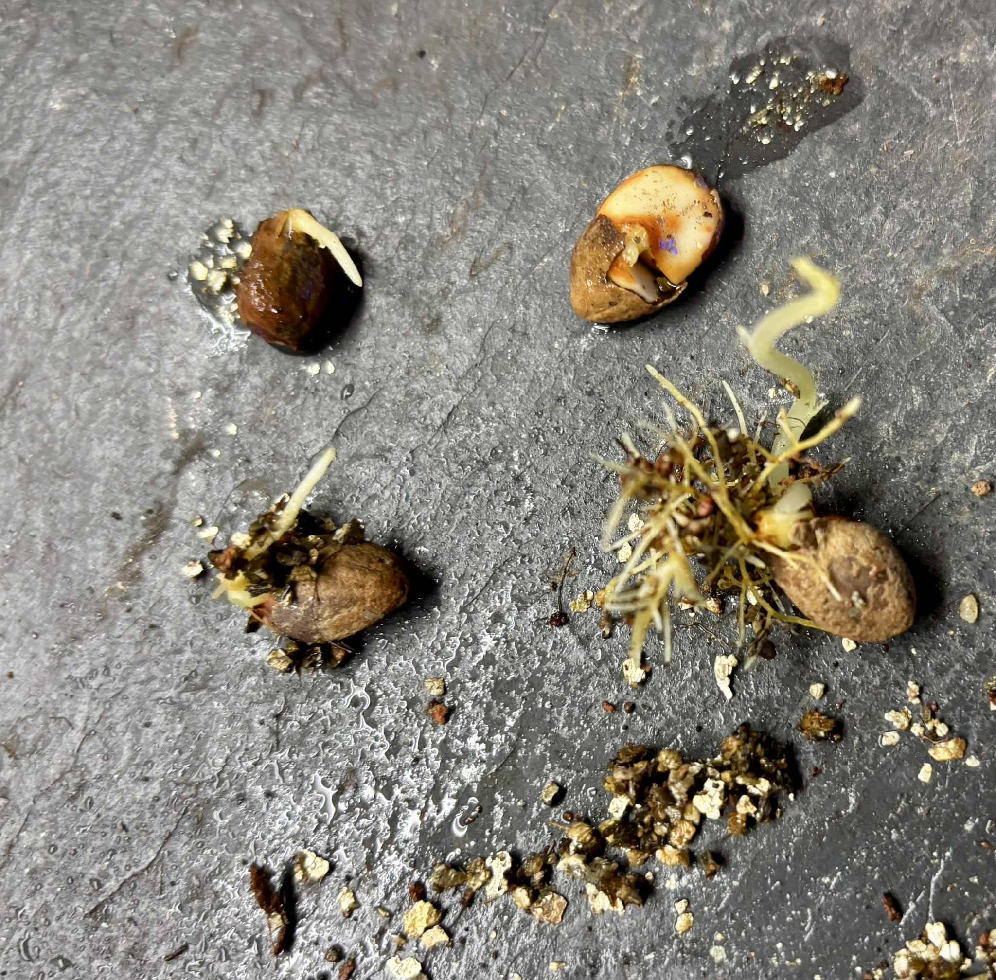 Nam-Chuo-Um-Bo-Luo (Artocarpus nanchuanensis)  -  1 germinated seed / 1 gekeimter Samen