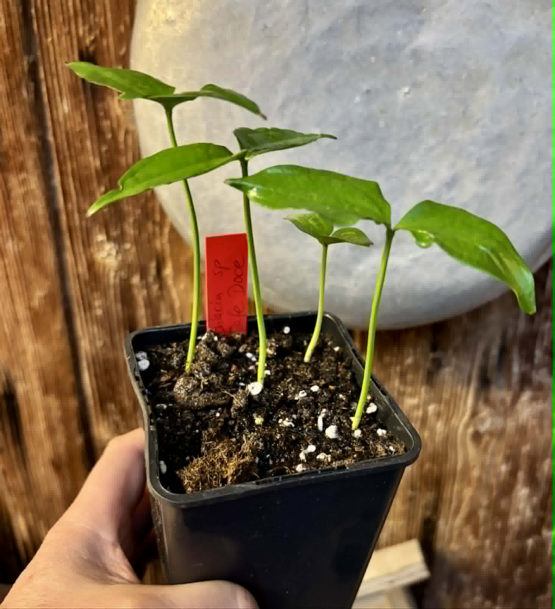 4 in 1 pot - Dulacia sp. Cafe Doce  -  4 seedlings in one pot / 4 Sämlinge in einem Topf