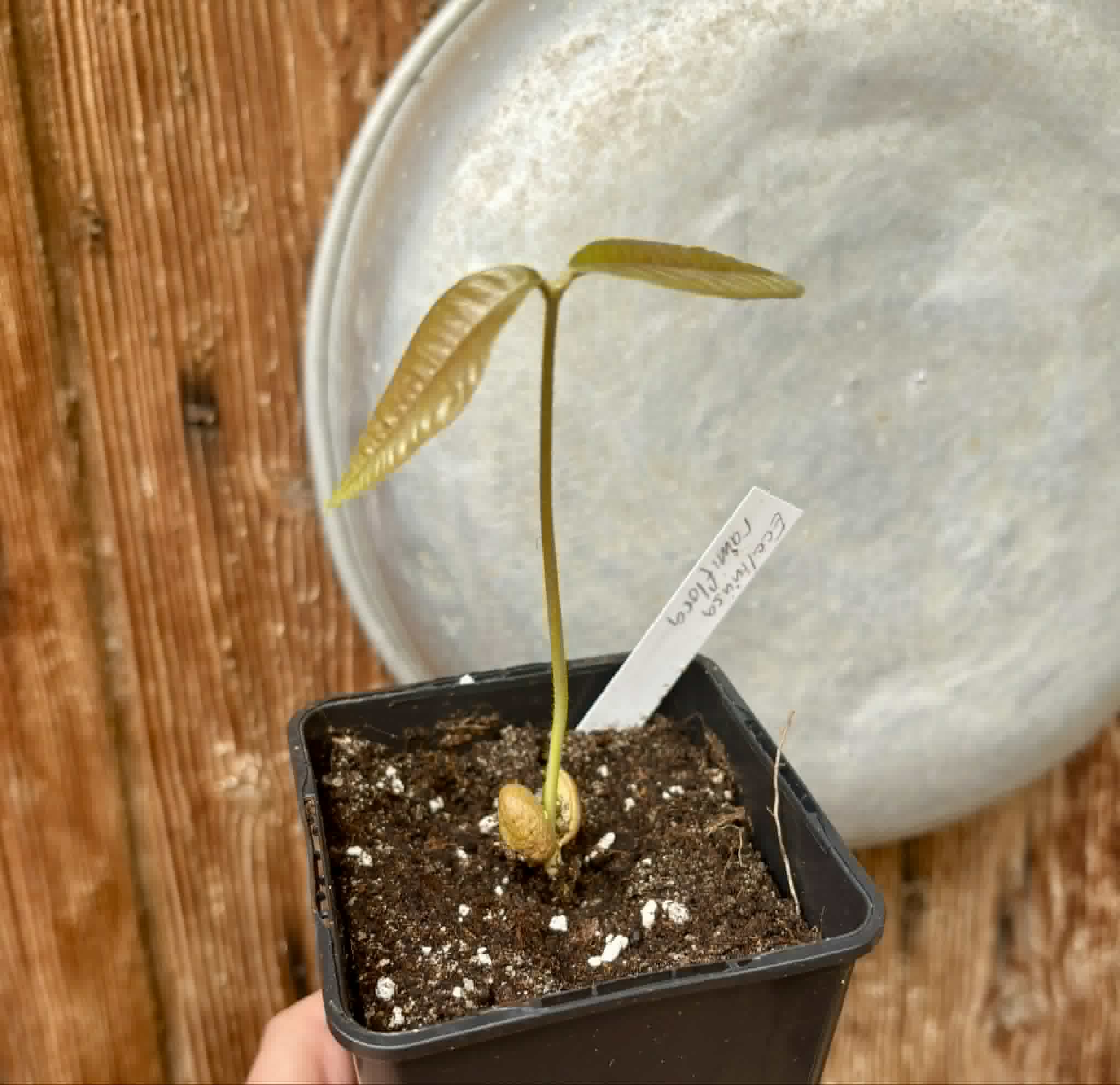 Ecclinusa ramiflora -  1 potted seedling / 1 getopfter Sämling