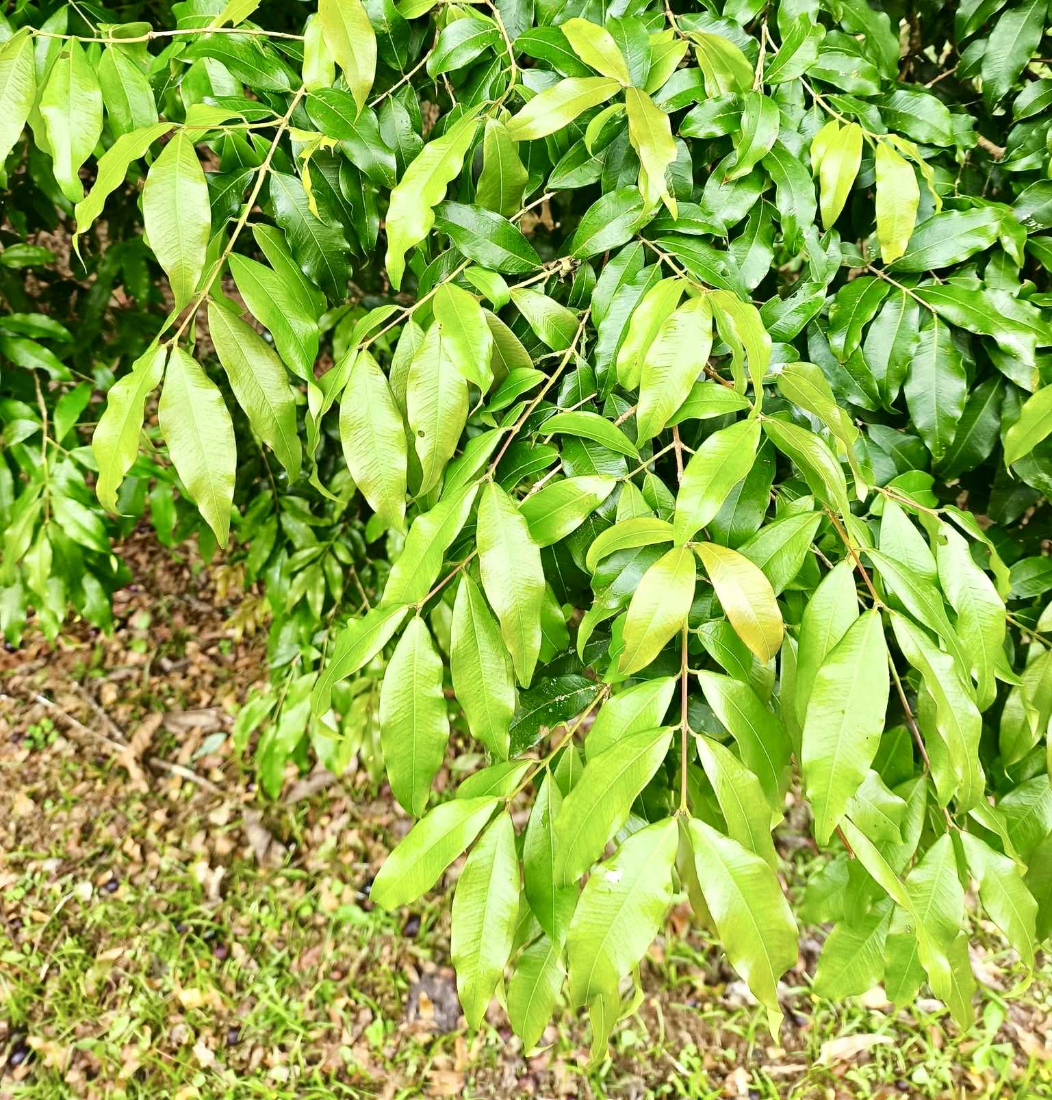 Plinia coronata var. Olho de Boi Seleção - 1 fresh seed / 1 frischer Samen