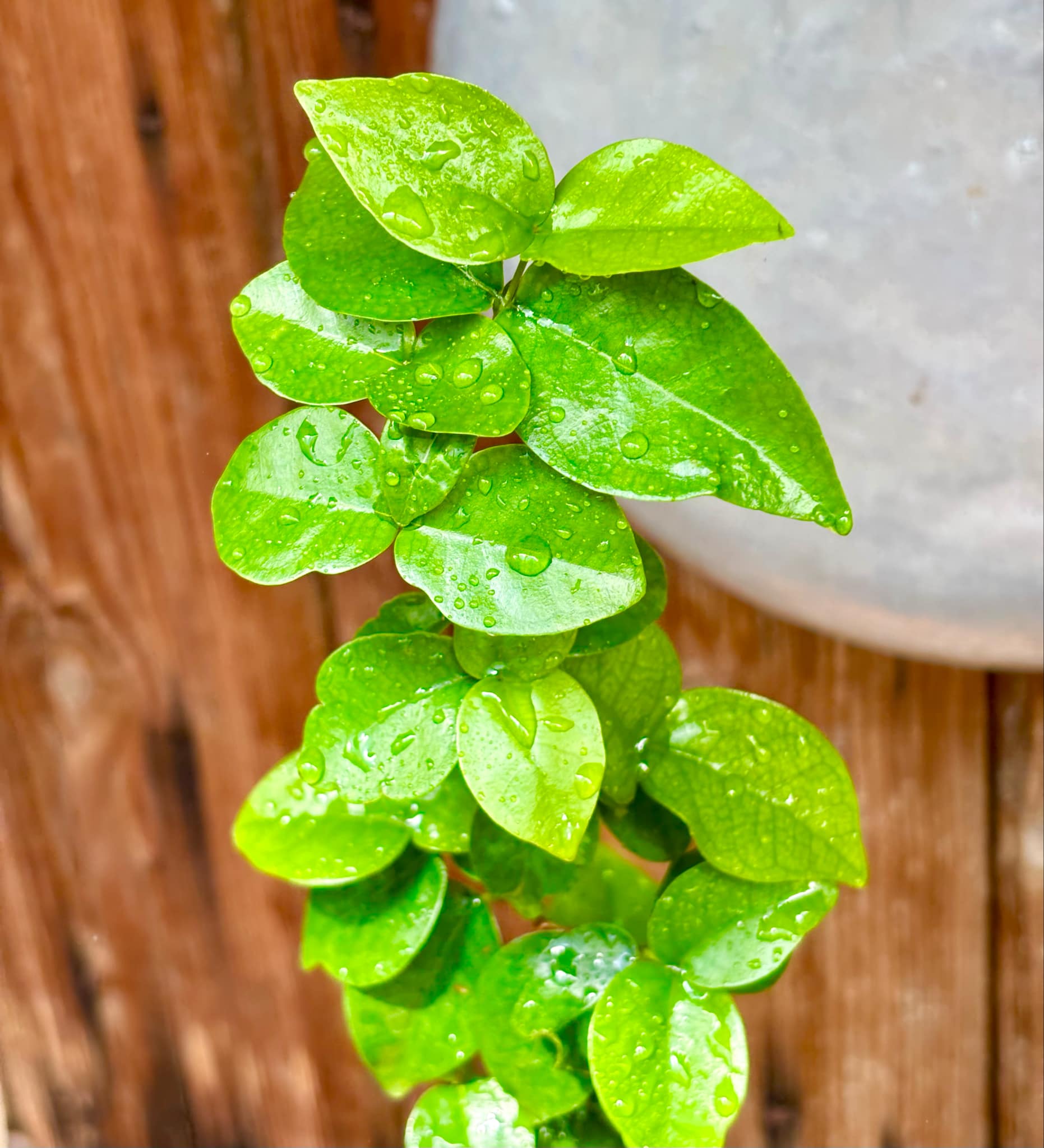Eugenia uniflora var. black - cultivated variety / 1 potted plant / 1 getopfte Pflanze Kopie