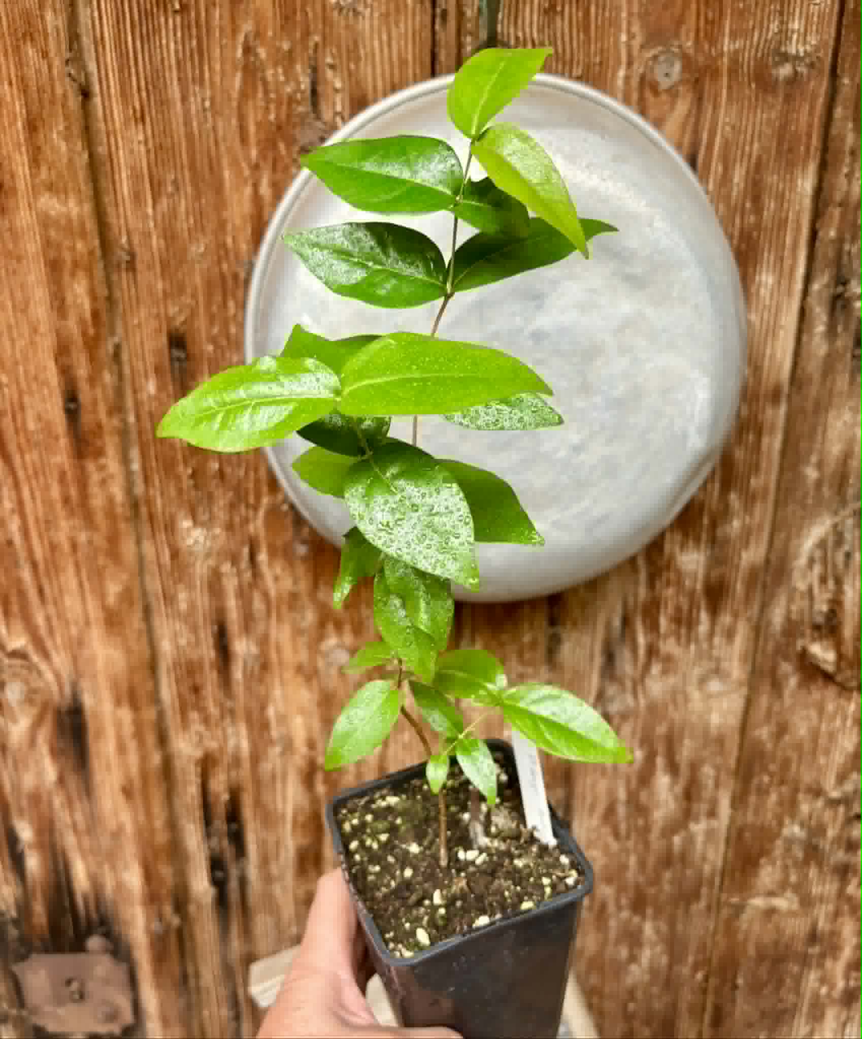Eugenia uniflora var. red  - cultivated variety / 1 potted plant / 1 getopfte Pflanze