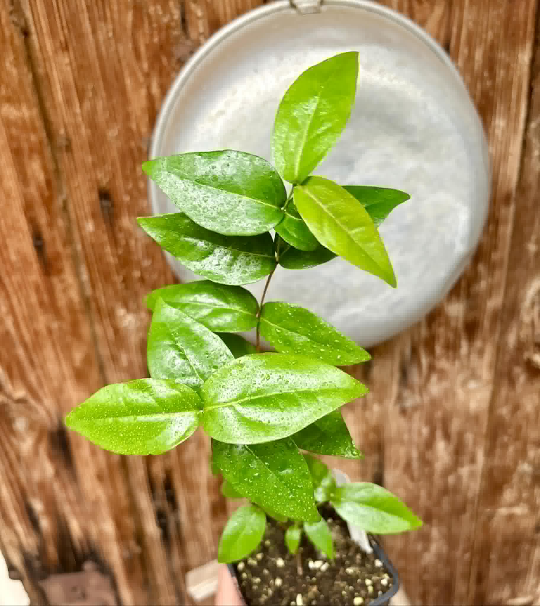 Eugenia uniflora var. red  - cultivated variety / 1 potted plant / 1 getopfte Pflanze