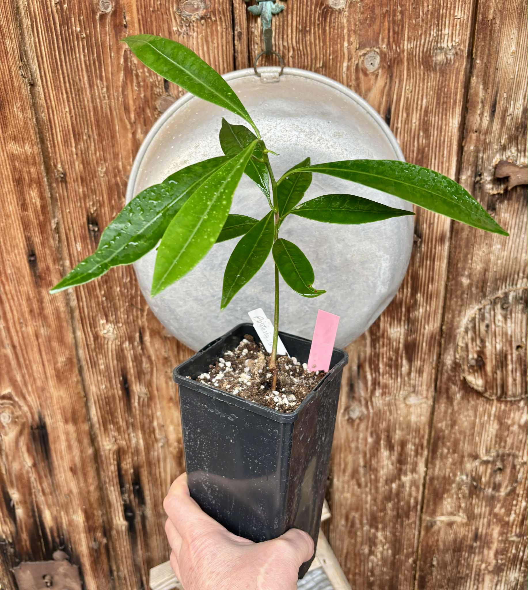 Pouteria macahensis - 1 potted seedling / 1 getopfter Sämling