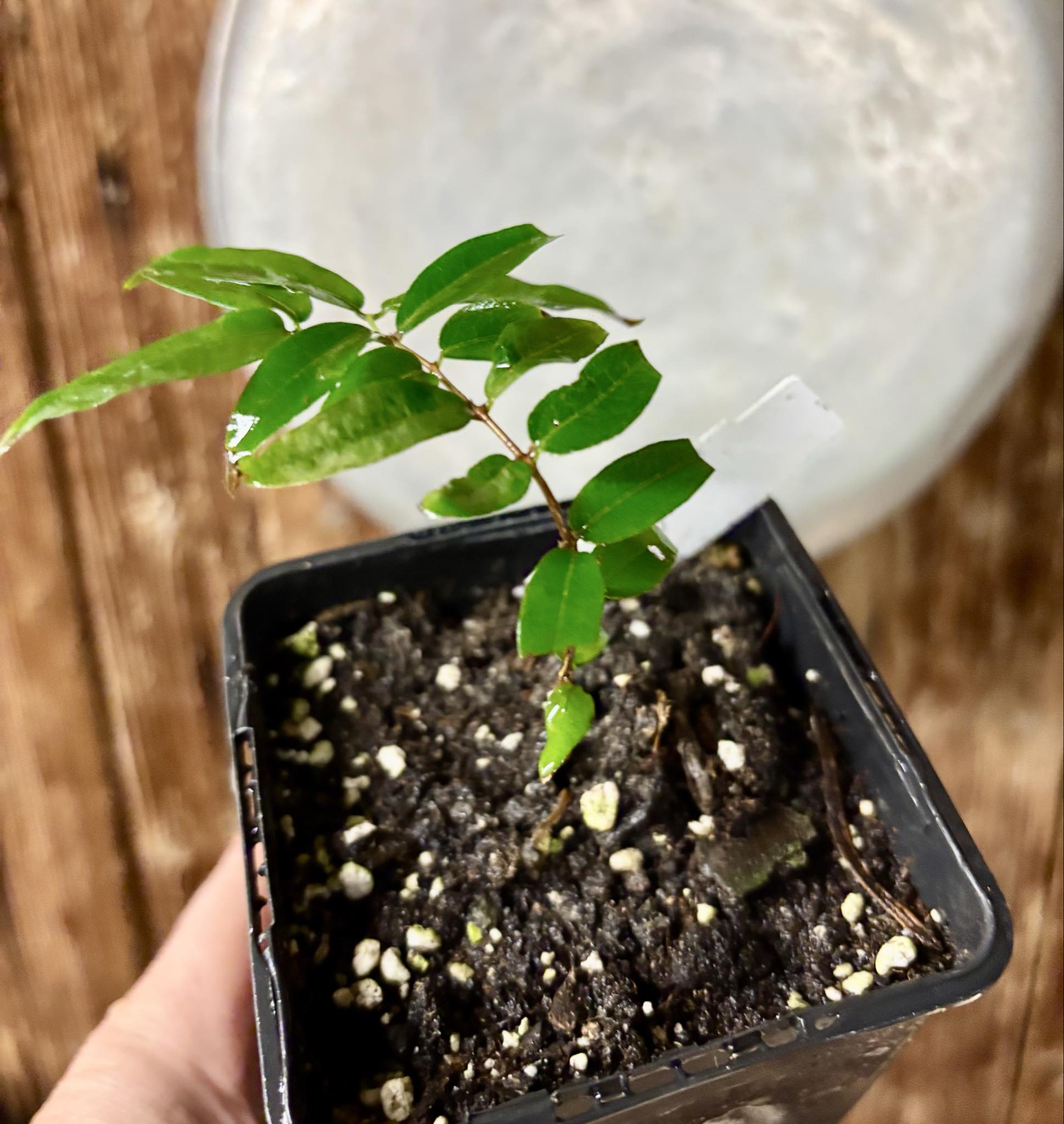 Plinia sp Obera - 1 potted seedling / 1 getopfter Sämling