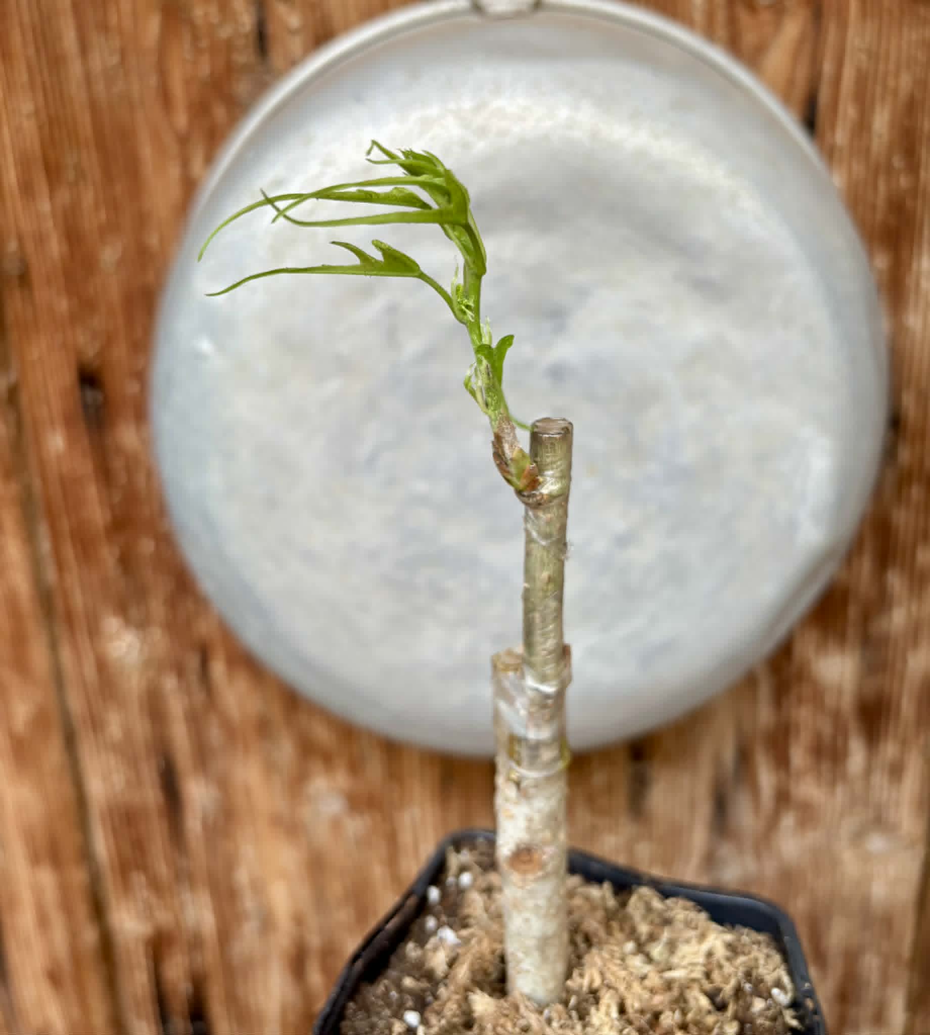 For Self-Rooting - Chicken Claw (Morus trilobata) - 1 grafted, potted plant / 1 veredelte, getopfte Pflanze