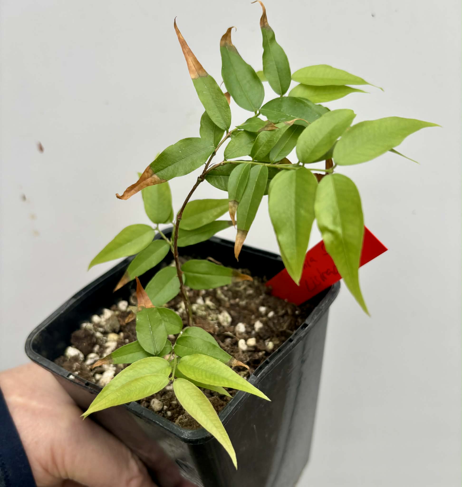 Plinia sp. Listrada - 1 potted seedling / 1 getopfter Sämling