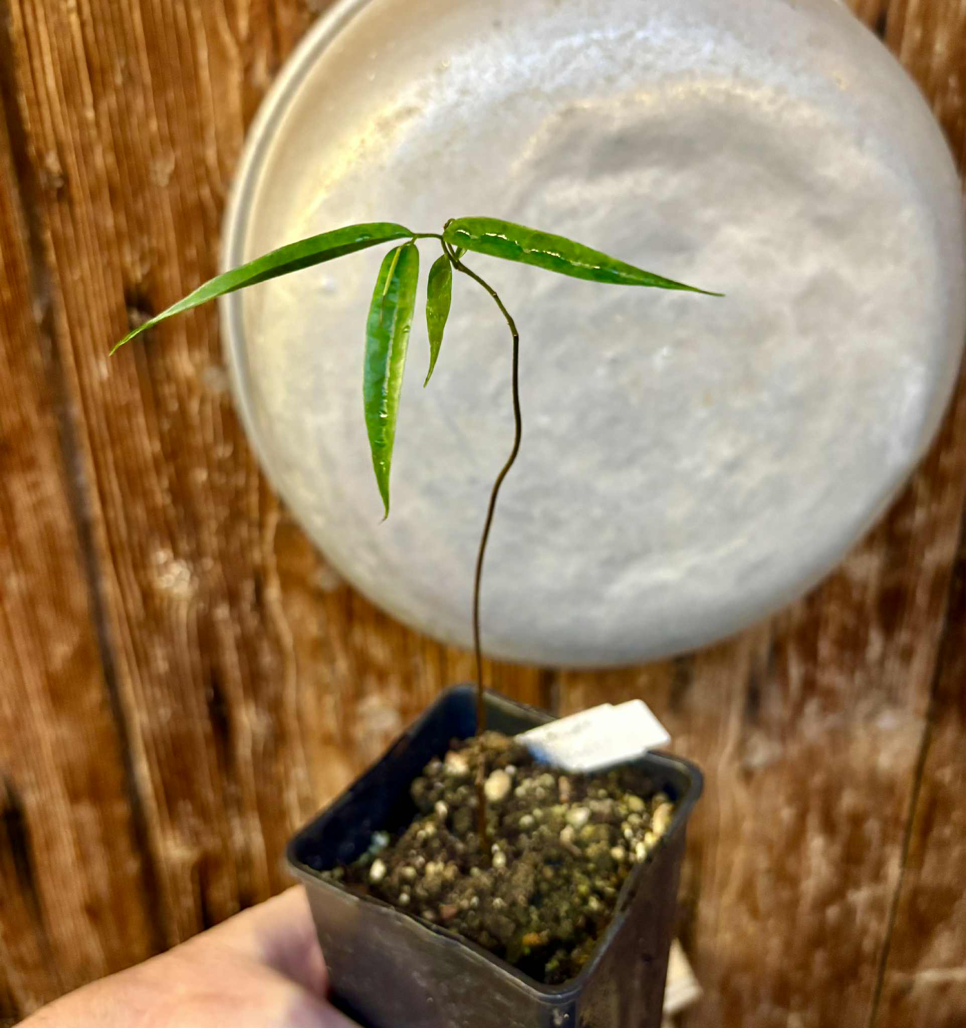 Pseudoxandra bahiensis - 1 potted seedling / 1 getopfter Sämling