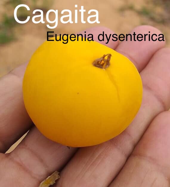 Cagaita (Eugenia dysenterica) - 1 potted seedling / 1 getopfter Sämling