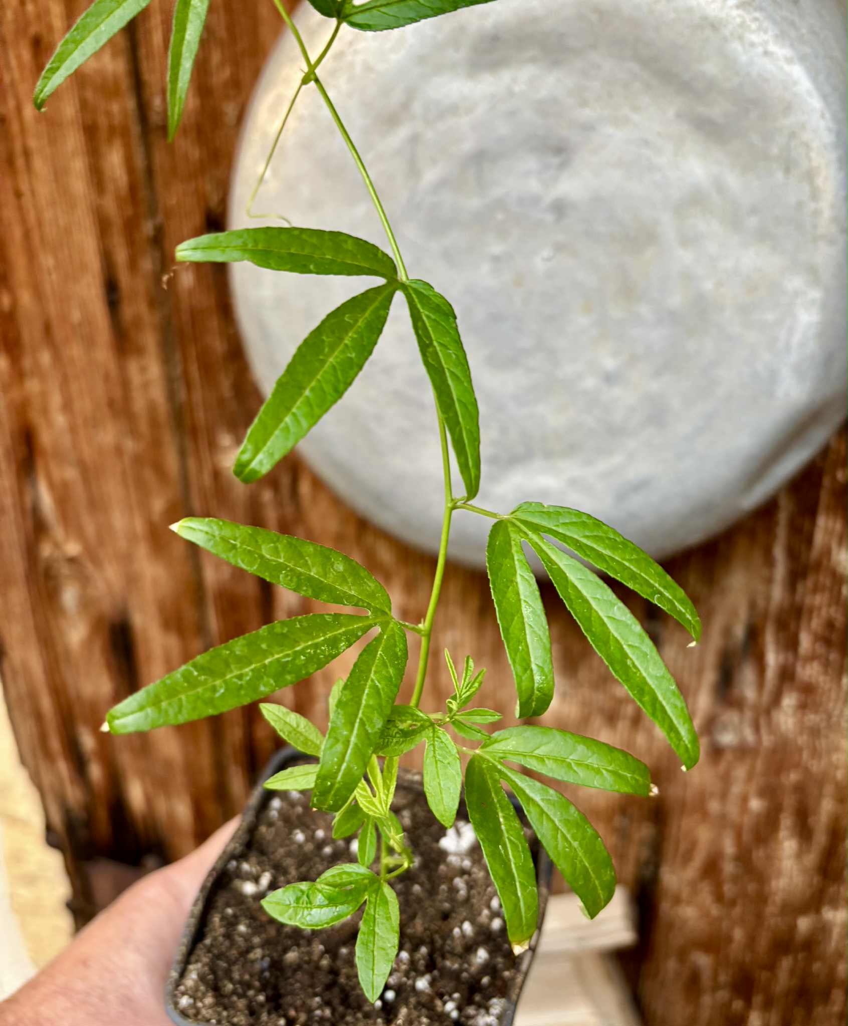 Maracuja do Cerrado (Passiflora cincinnata) - 1 small potted seedling / 1 kleiner, getopfter Sämling