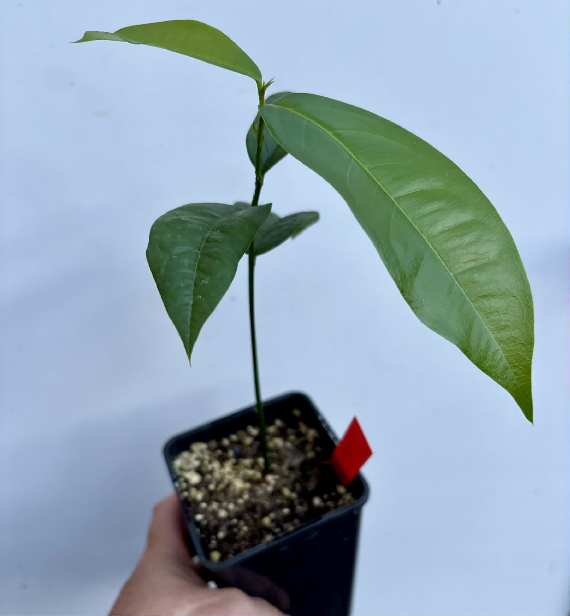 Zollernia ilicifolia - 1 potted seedling / 1 getopfter Sämling