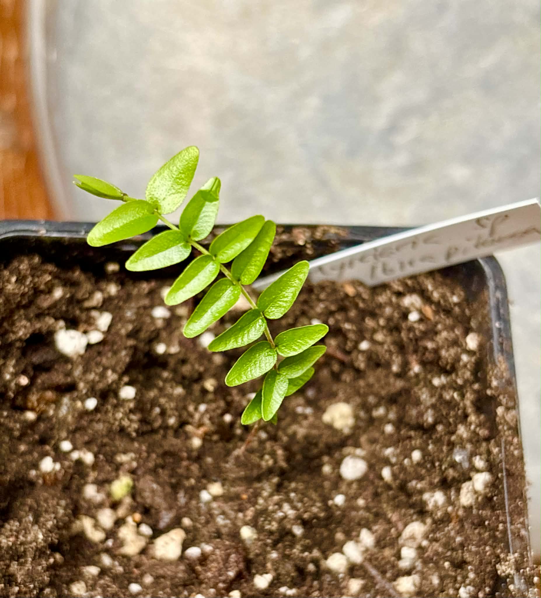 Myrciaria sp Ibirapitanga -  1 potted seedling / 1 getopfter Sämling