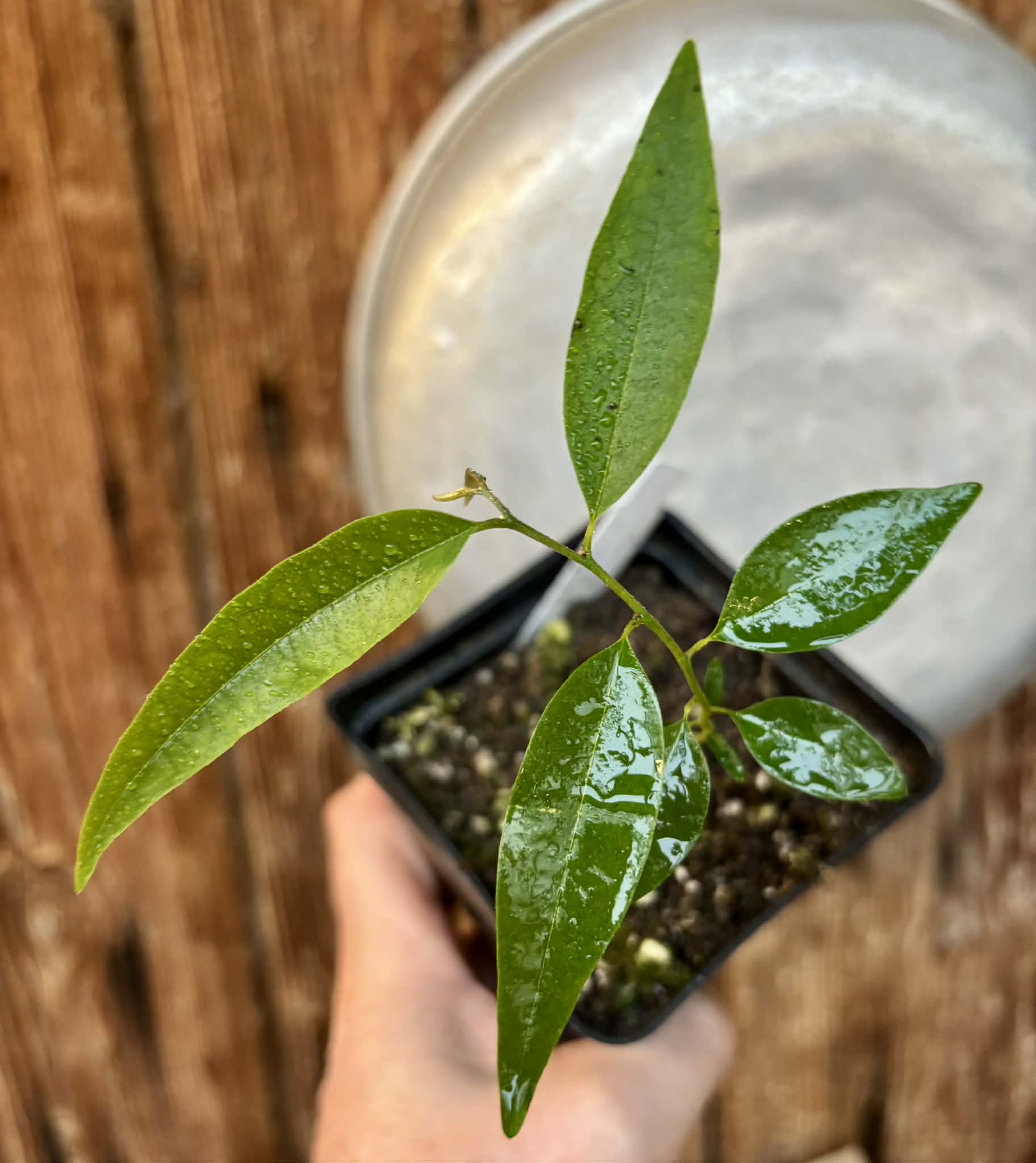 Annona exsucca - 1 potted seedling / 1 getopfter Sämling