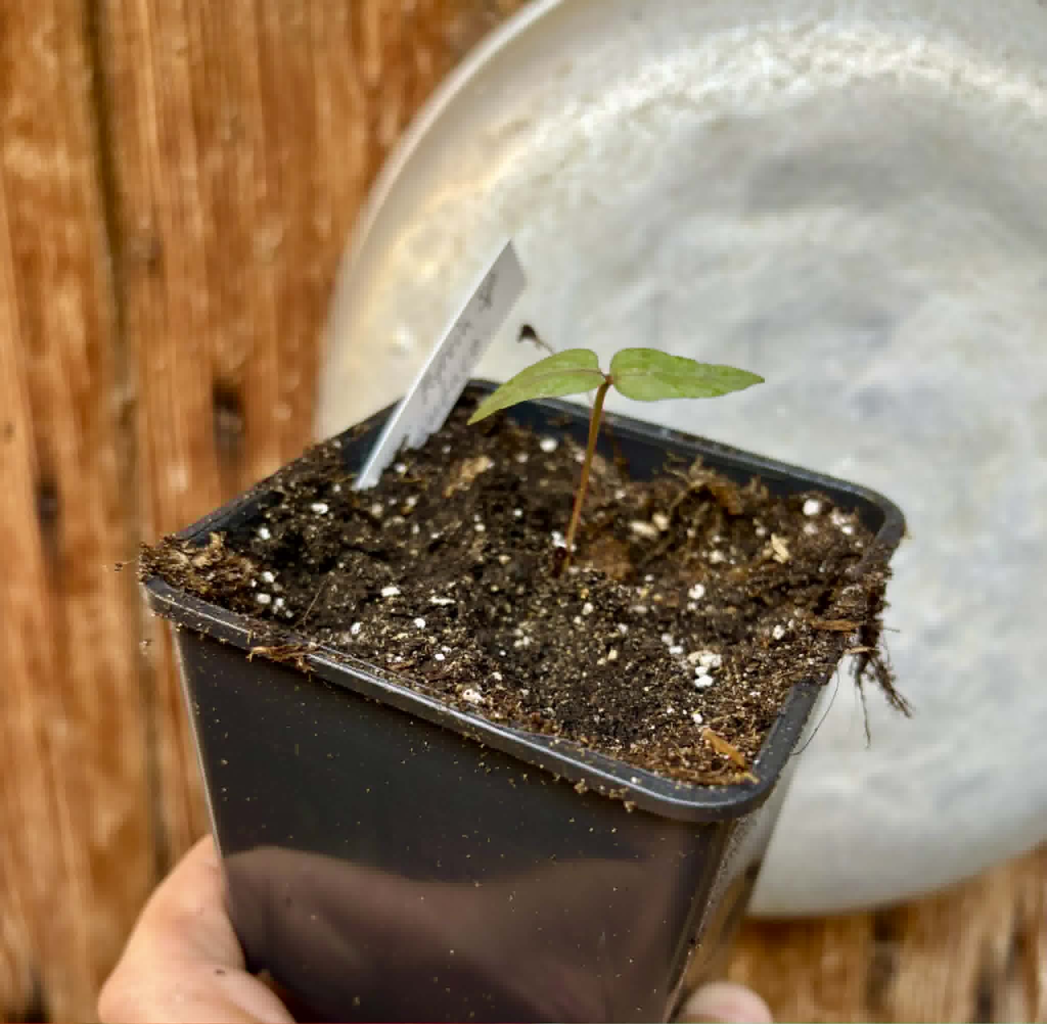 Myrcia sp Pernambuco - 1 potted seedling / 1 getopfter Sämling