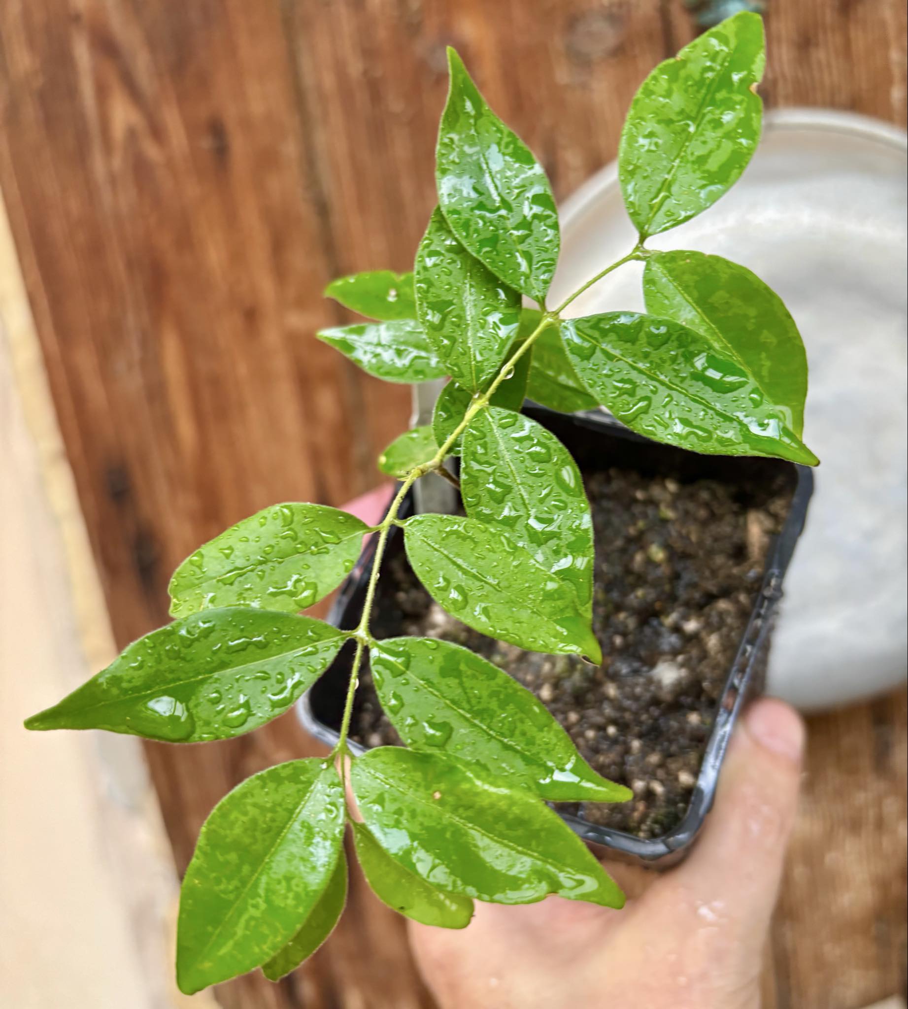 Eugenia sp Guajuba suave -  1 potted seedling / 1 getopfter Sämling