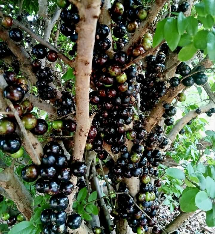 Pre Order - Plinia sp Lagoa black -  1 fresh seed / 1 frischer Samen