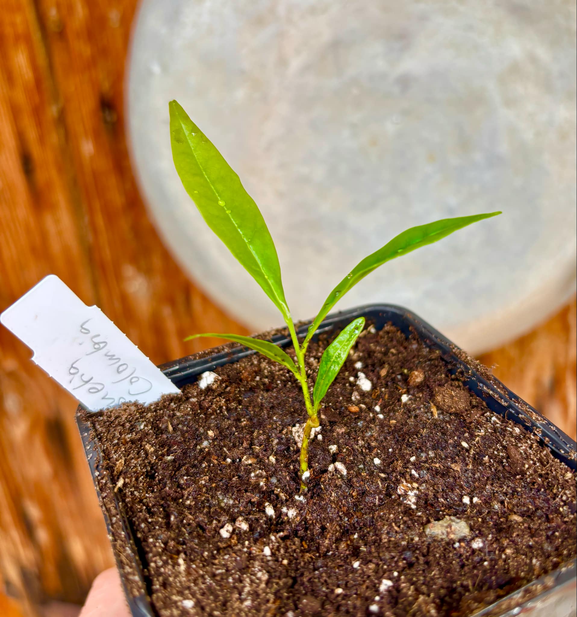 Duguetia sp Colombia  - 1 potted seedling / 1 getopfter Sämling