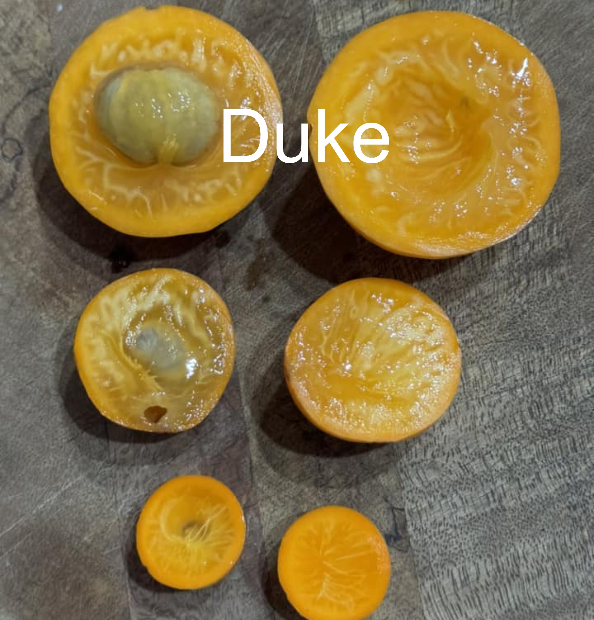 Cambuca var. Duke (Plinia edulis) - 1 fresh seed / 1 frischer Samen