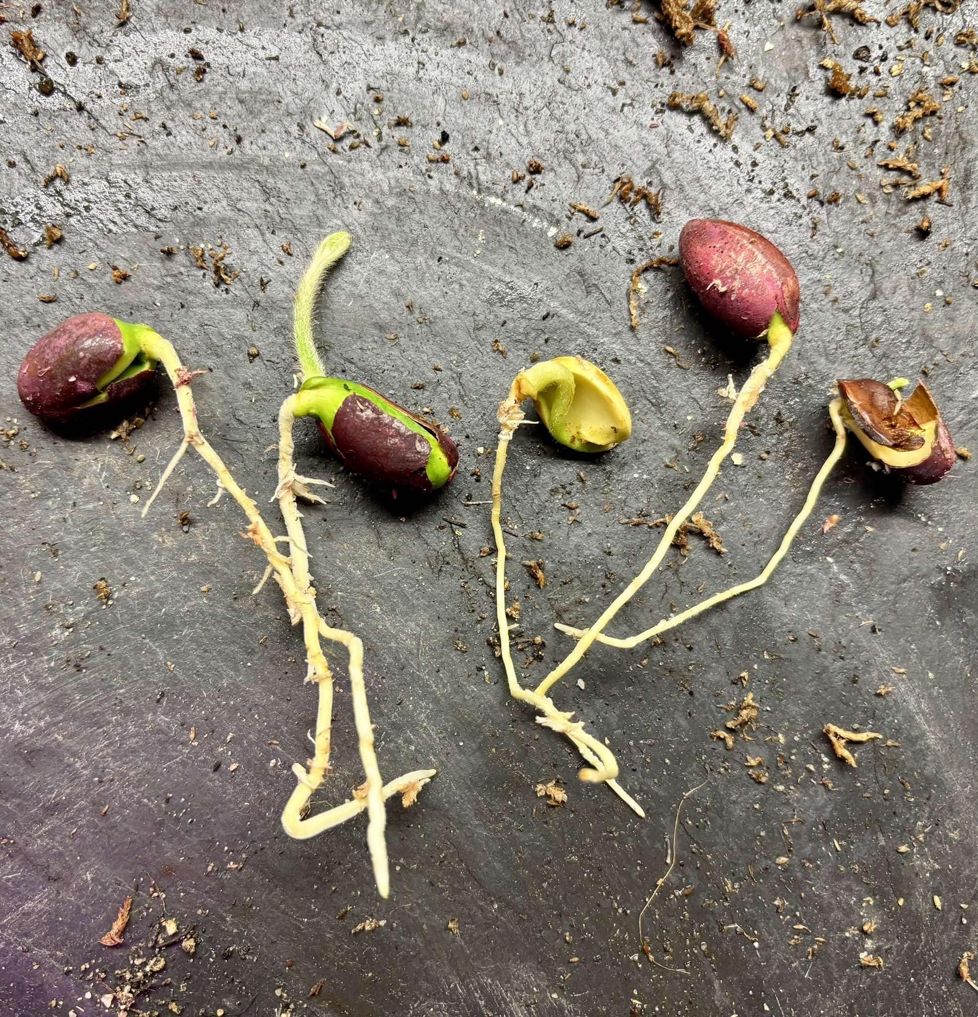 last 9 seeds - Pouteria torta subsp. gallifructa - 1 germinated seed / 1 gekeimter Samen last 9 seeds - Pouteria torta subsp. gallifructa - 1 germinated seed / 1 gekeimter Samen