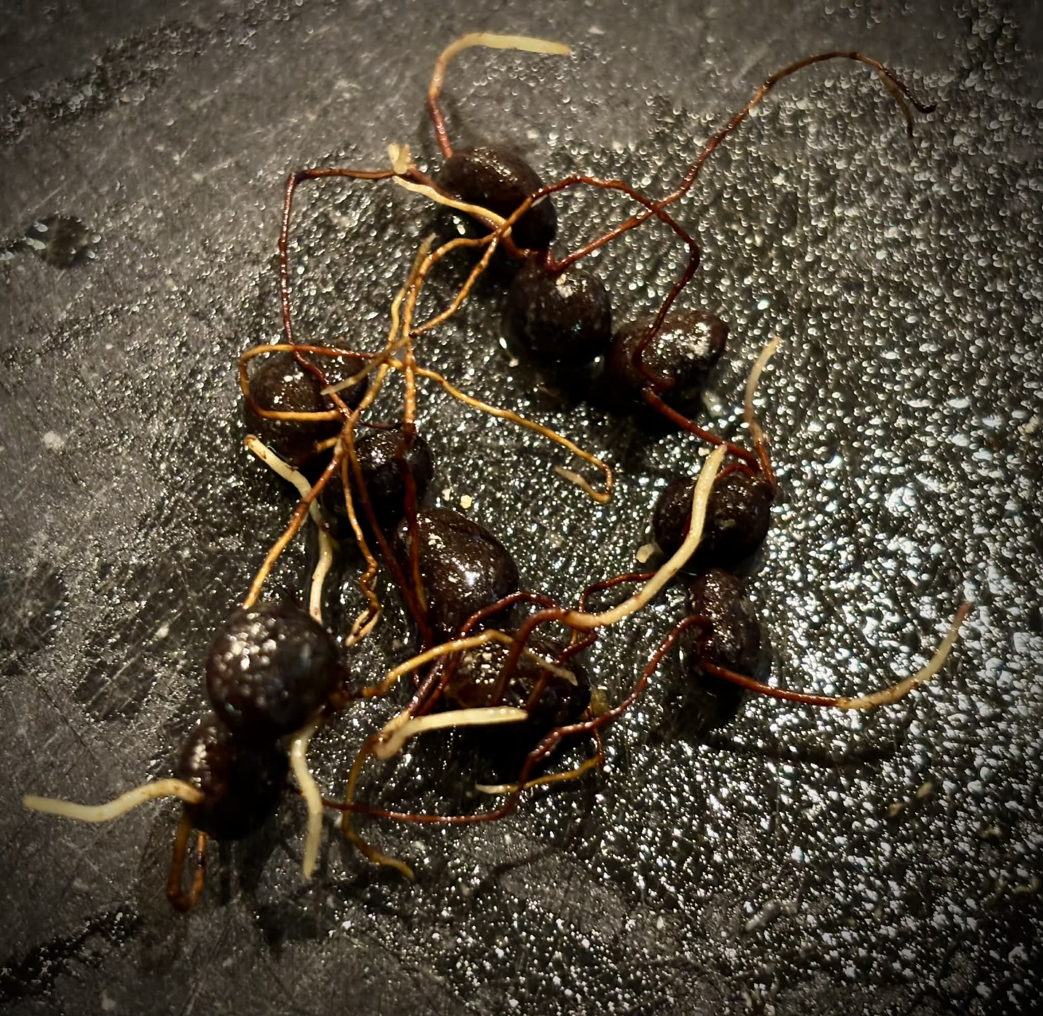 Guaburiti (Plinia rivularis) - 1 germinated seed / 1 gekeimter Samen