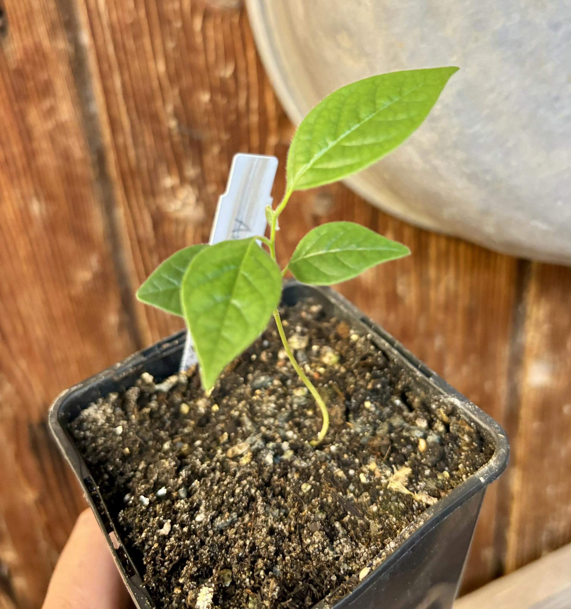 Annona jahnii - 1 small pottet seedling / 1 kleiner, getopfter Sämling