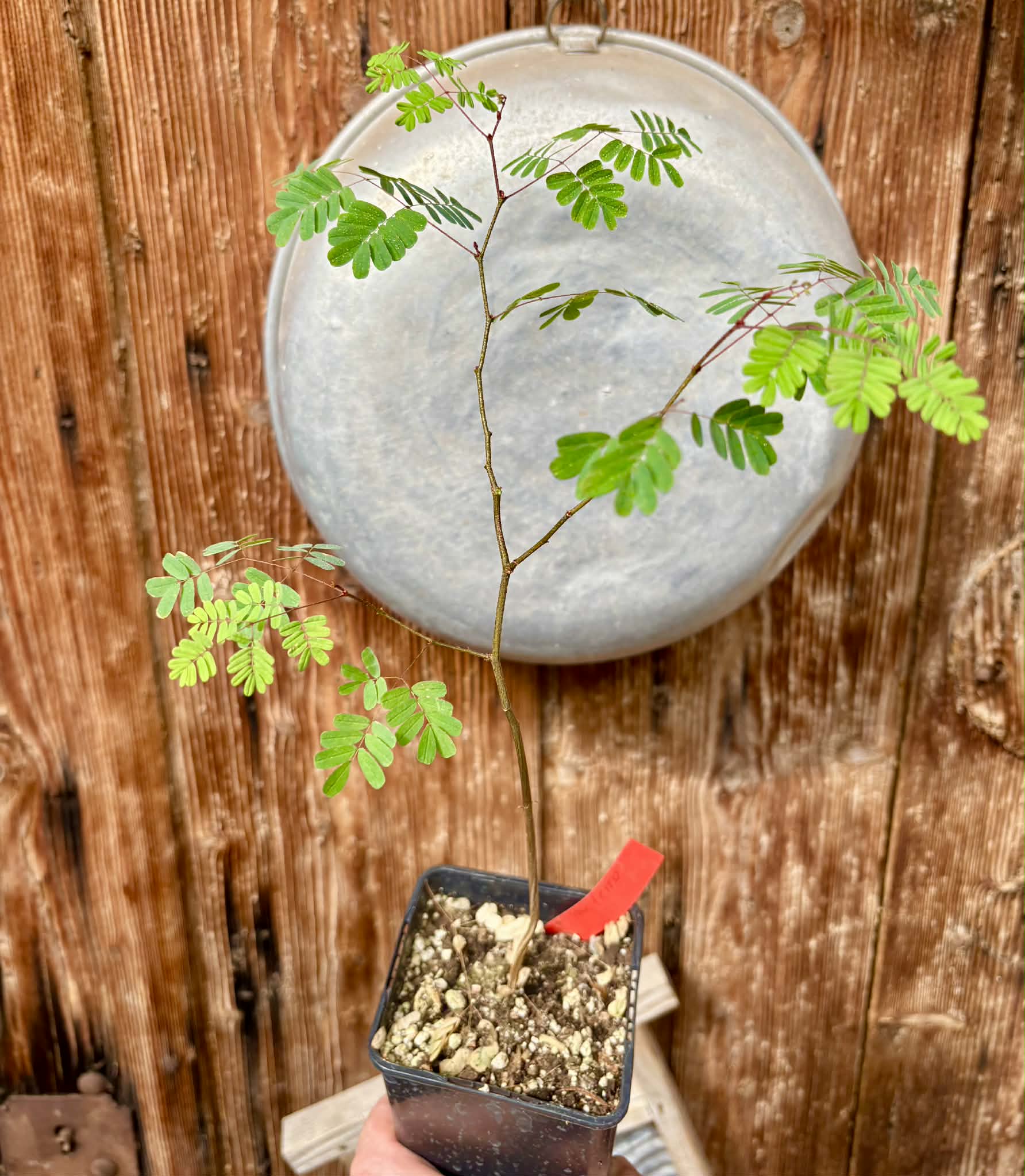 Libidibia ferrea / Brazilian Pau Ferro (Ironwood) -  1 potted plant / 1 getopfte Pflanze