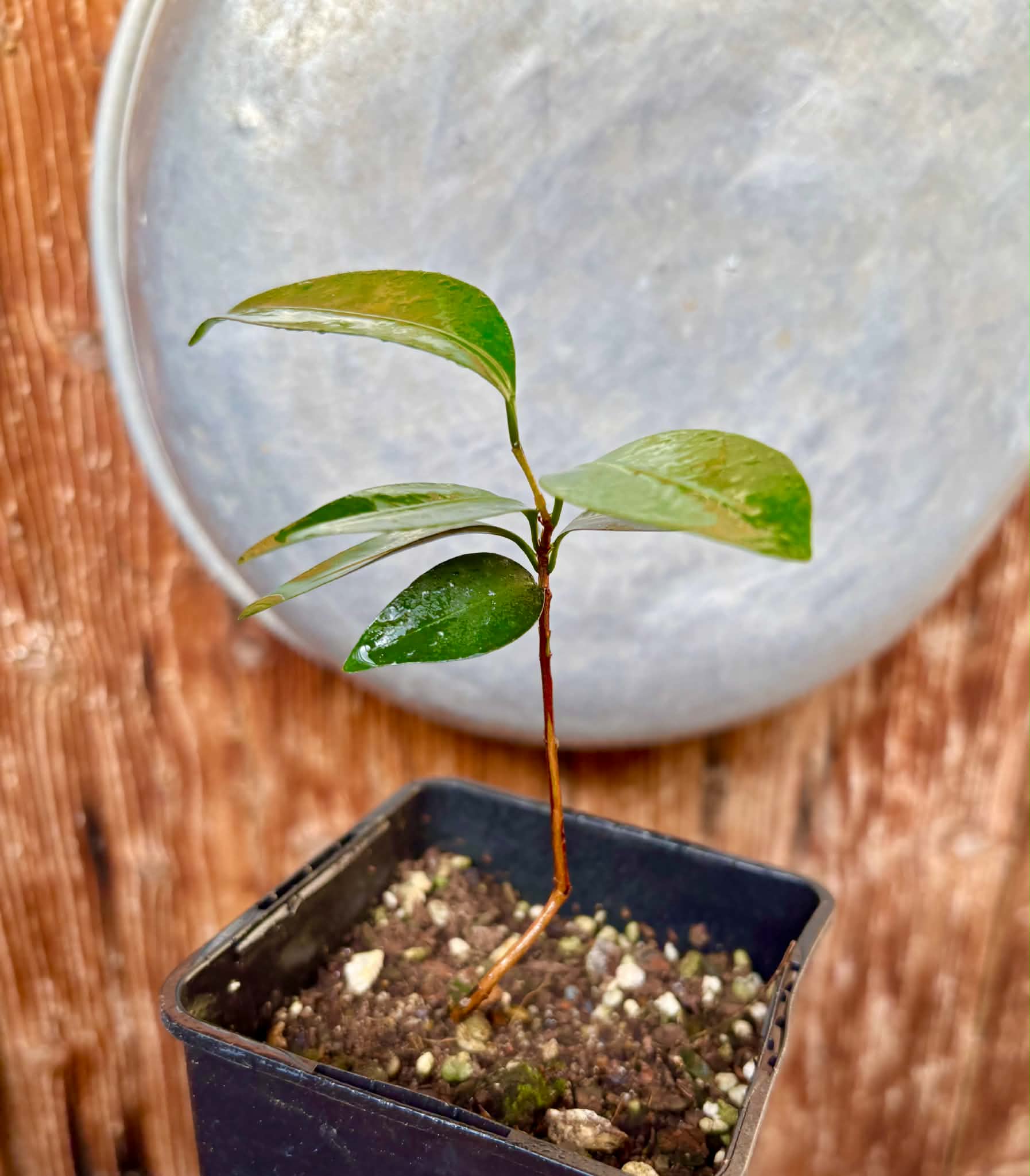 Eugenia sp Amarela Redonda - 1 potted seedling / 1 getopfter Sämling