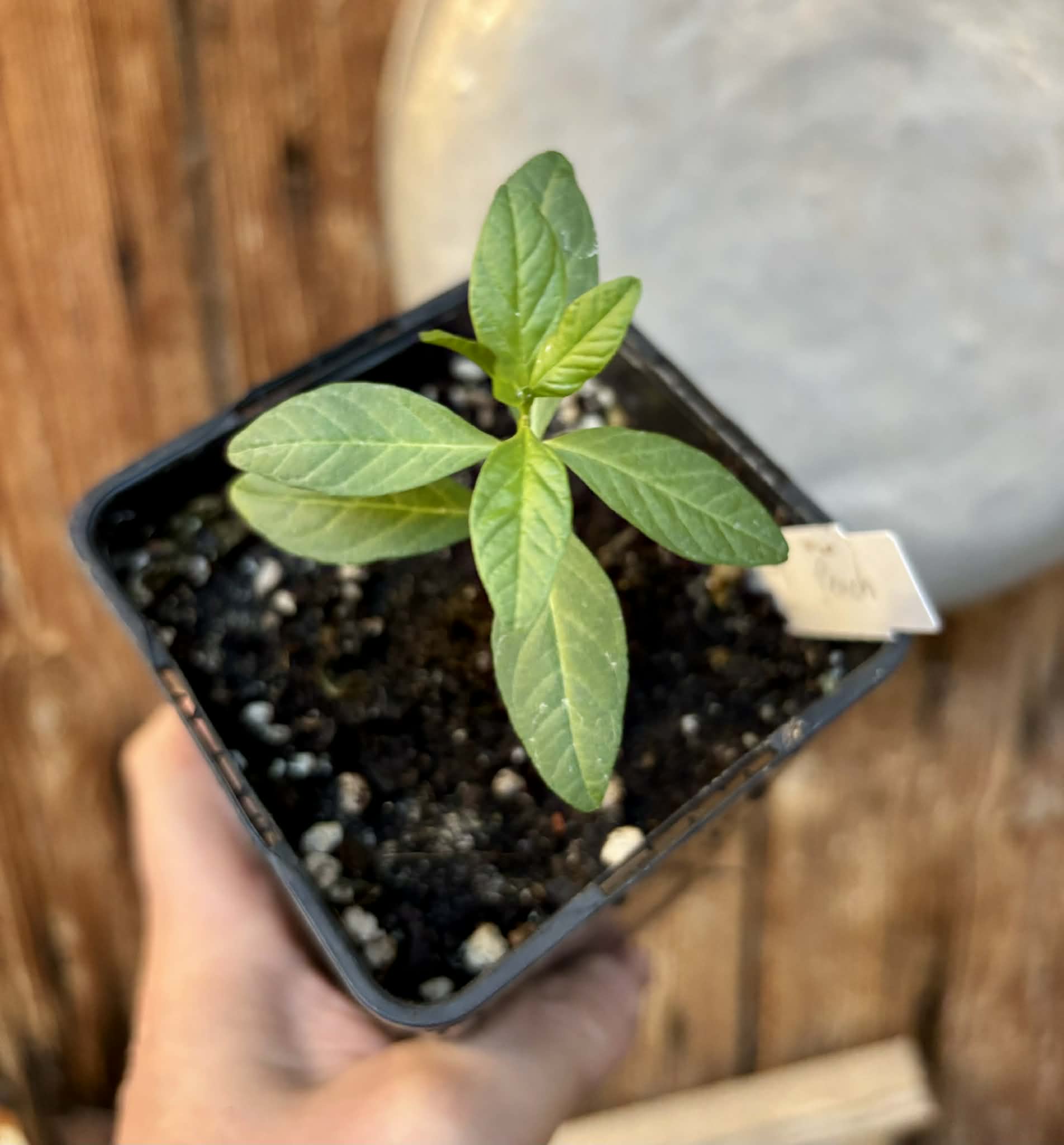 Psidium guajava - Peach - 1 potted plant / 1 getopfte Pflanze