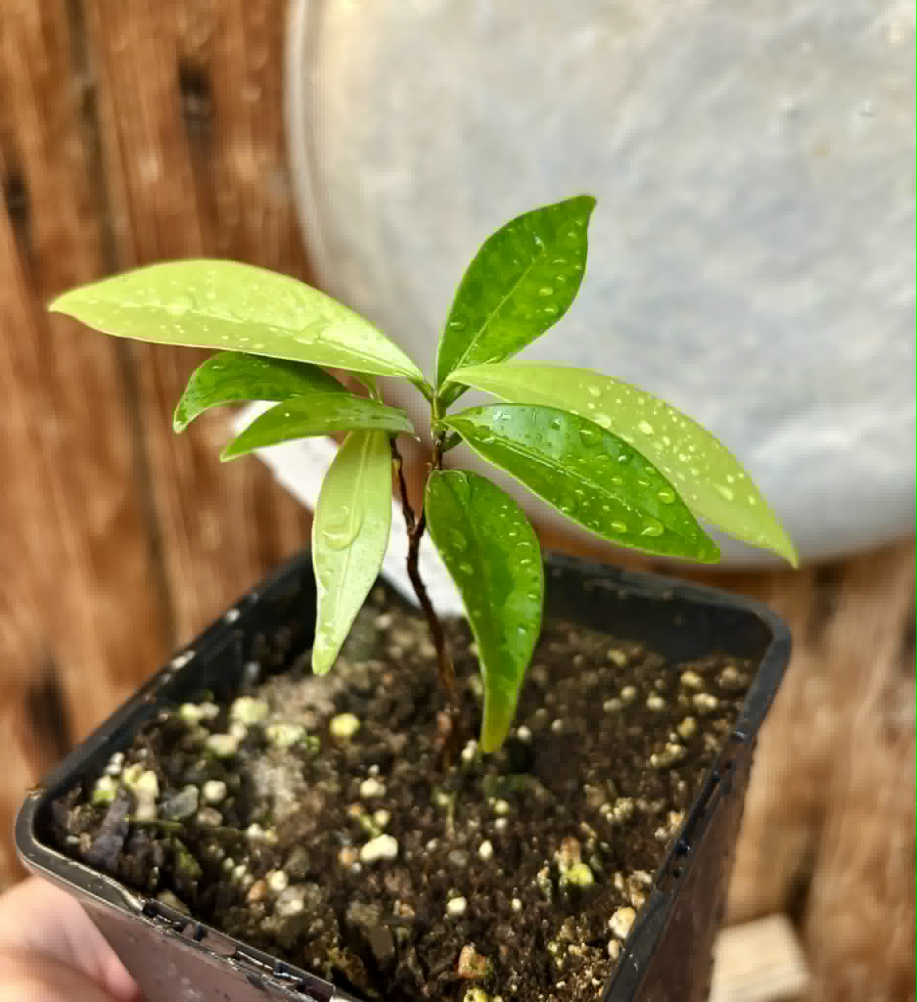 Eugenia sp Batinga Verdadeira -  1 potted plant / 1 getopfte Pflanze