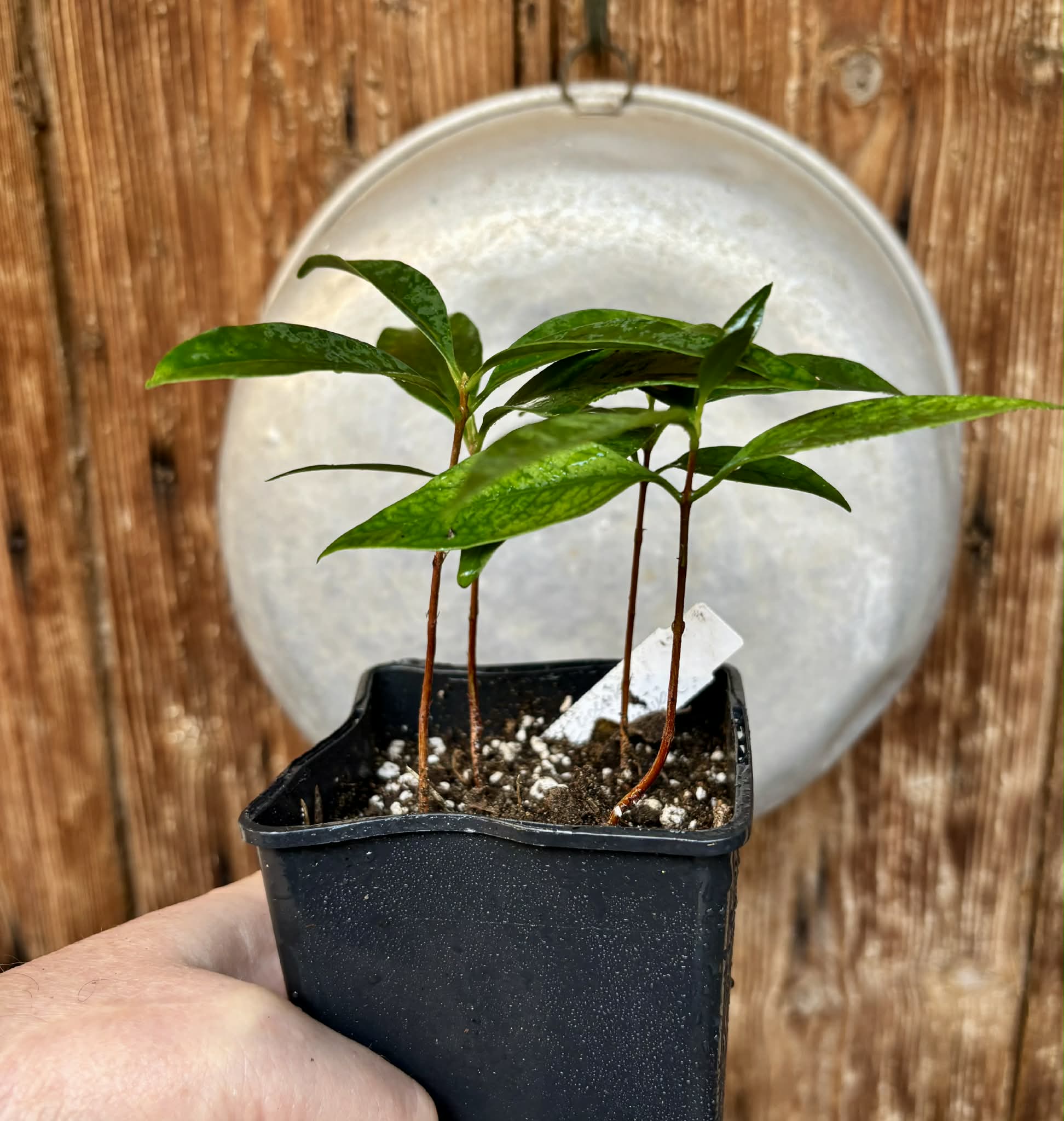 4 in 1 pot - Grumixama-açu (Eugenia villae-novae) - 1 potted seedling / 1 getopfter Sämling Kopie