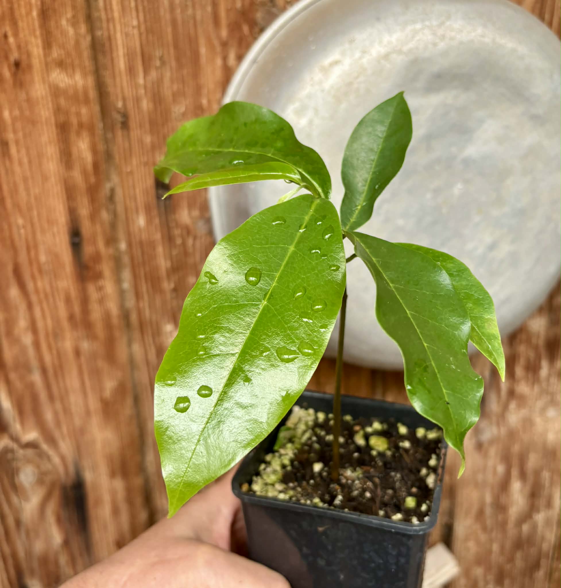 Annona muricata - Soursop / Stachelannone - 1 potted seedling / 1 getopfter Sämling