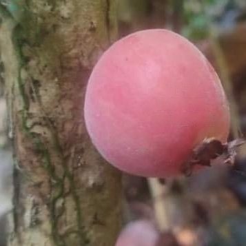 Pre Order - Red Plinia longiacuminata -  1 fresh seed / 1 frischer Samen