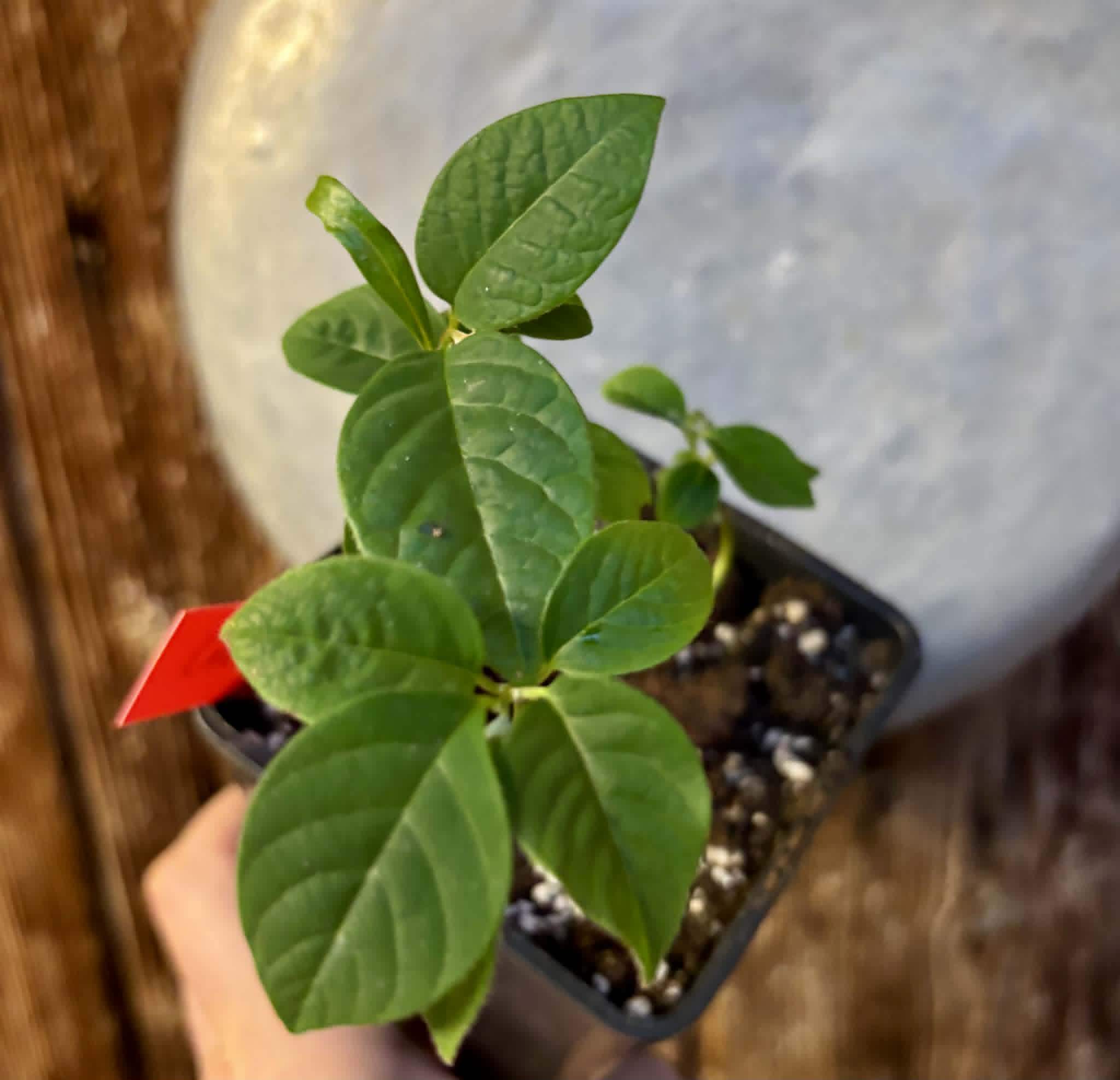 4 in 1 pot - Cherimoya var. Fino de Jete (Annona cherimola) - 4 seedlings in one pot / 4 Sämlinge in einem Topf
