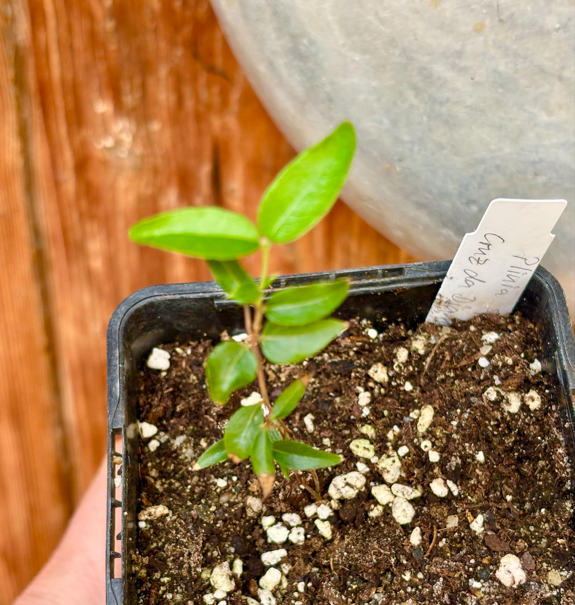 Plinia sp Cruz de Diamantina - 1 small potted plant/ 1 kleine, getopfte Pflanze