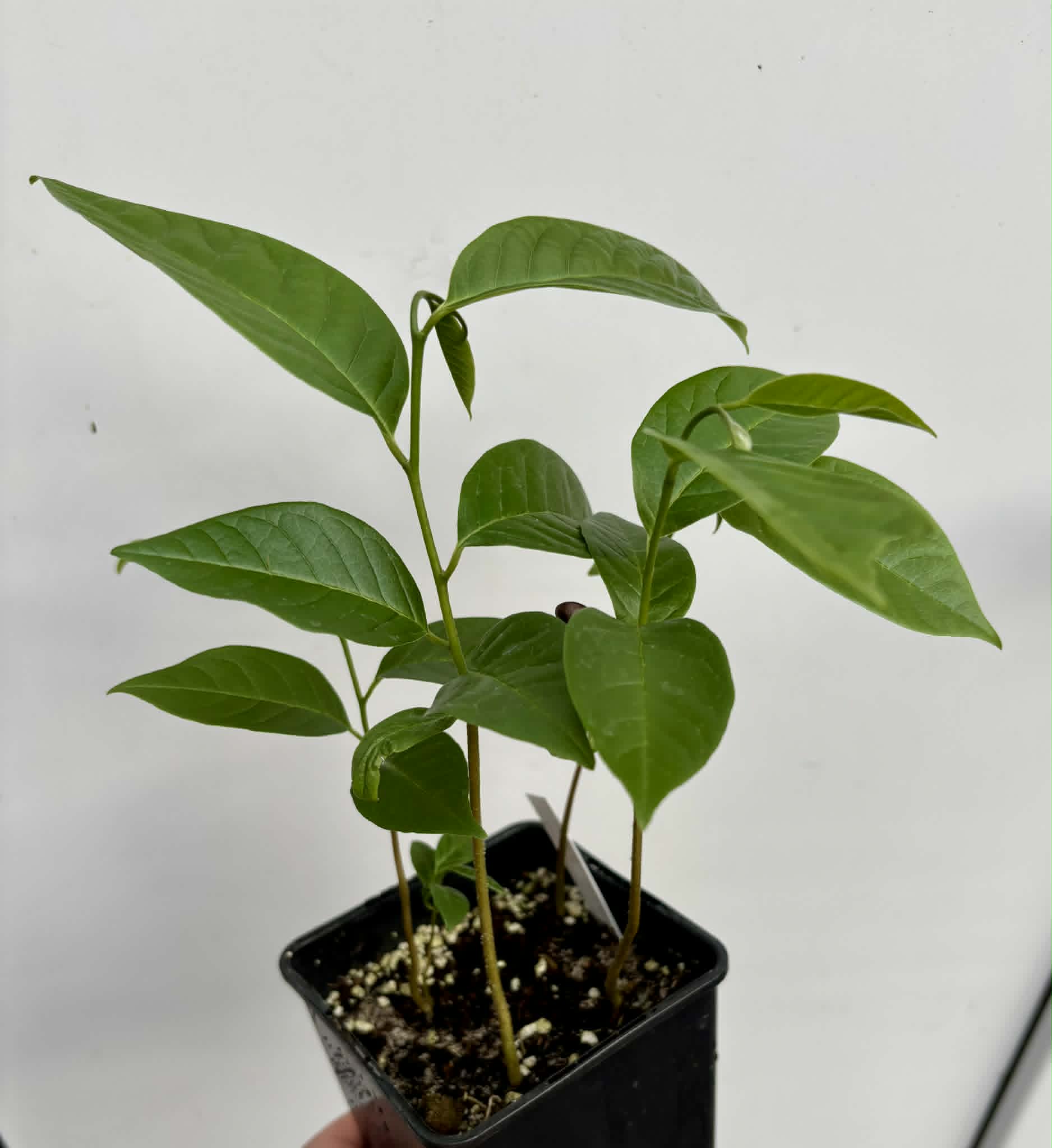 4 in 1 pot - Annona reticulata var Orange- 4 seedlings in one pot / 4 Sämlinge in einem Topf