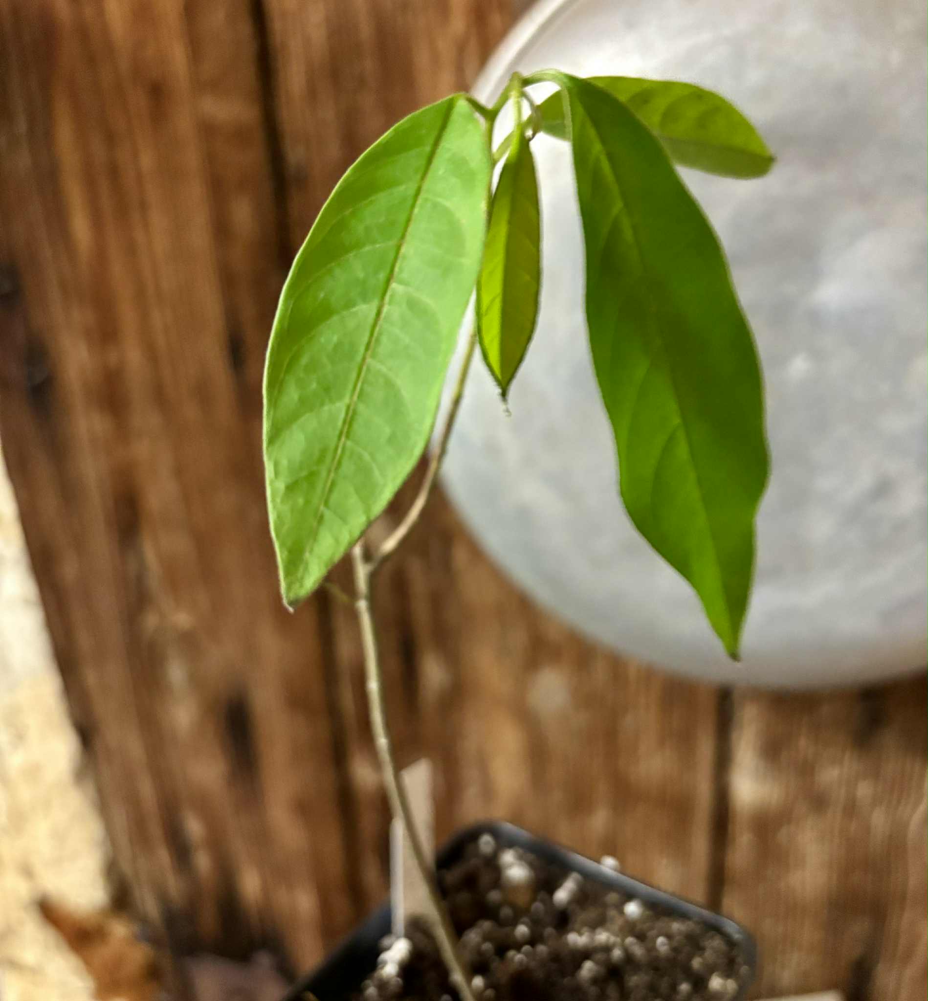 Annona sp. floresta amazônica  - 1 potted plant / 1 getopfte Pflanze