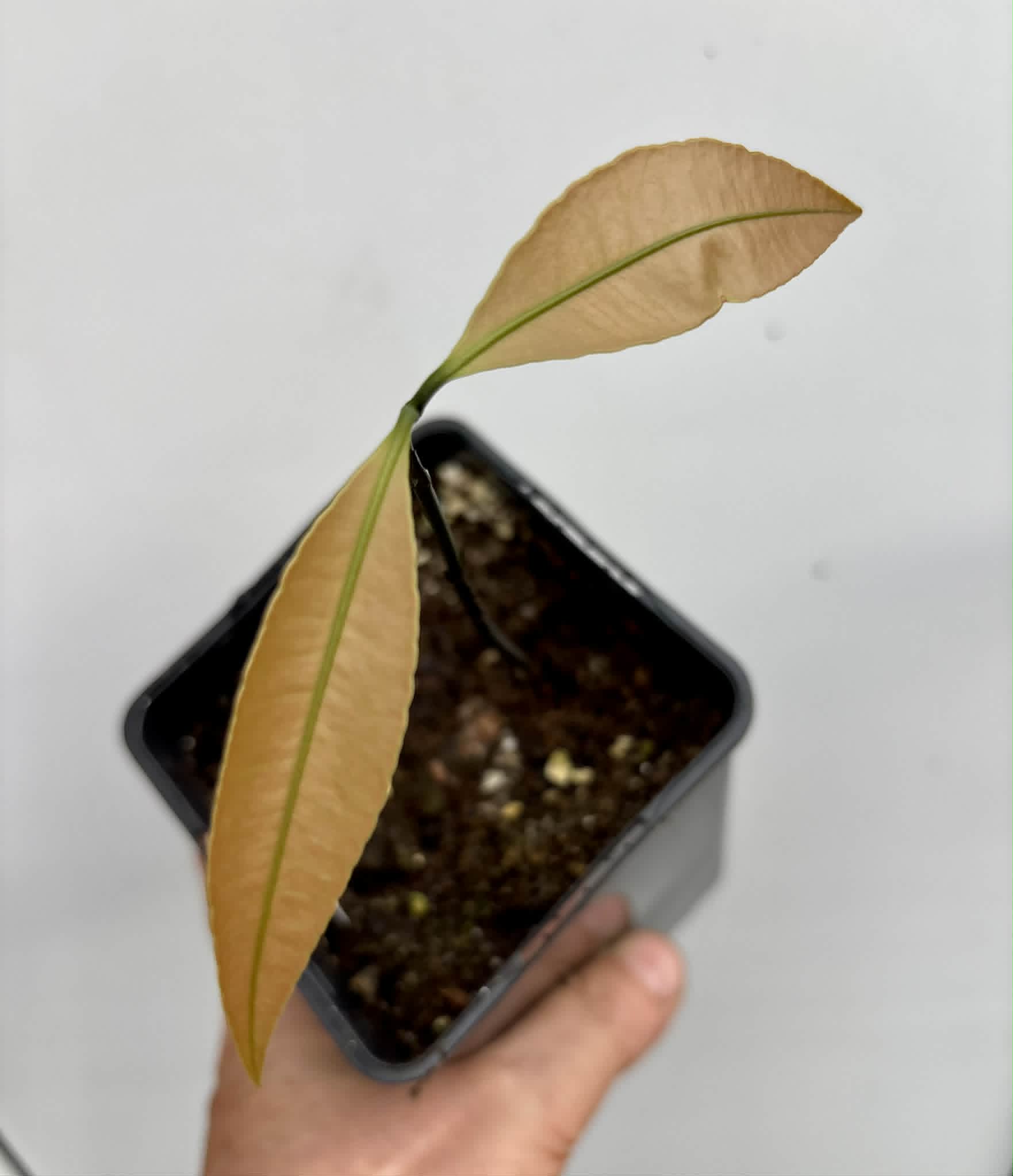 Achachairu (Garcinia humilis) - 1 potted seedling / 1 getopfter Sämling