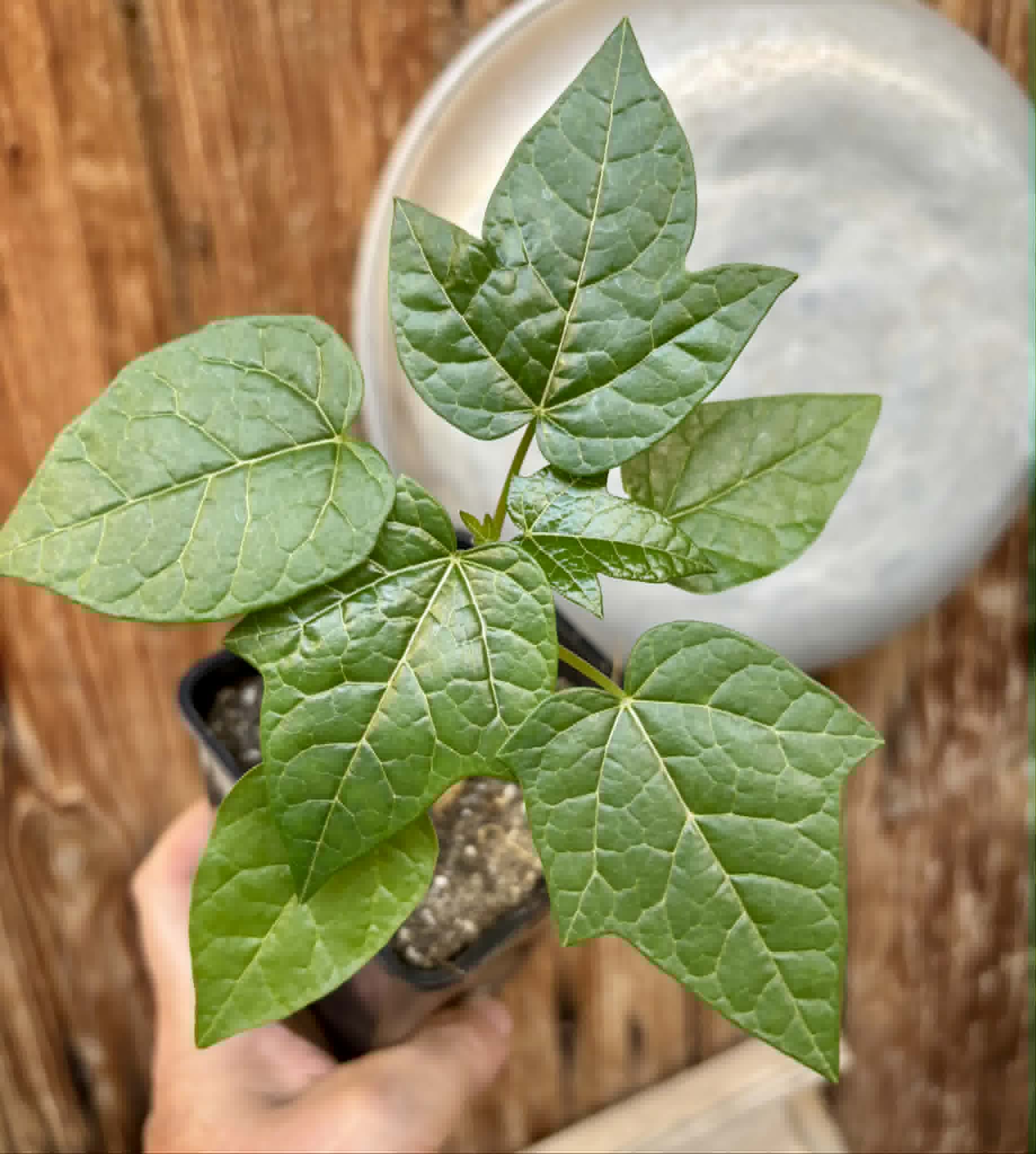 Vasconcellea pubescens - 1 potted seedling / 1 getopfter Sämling