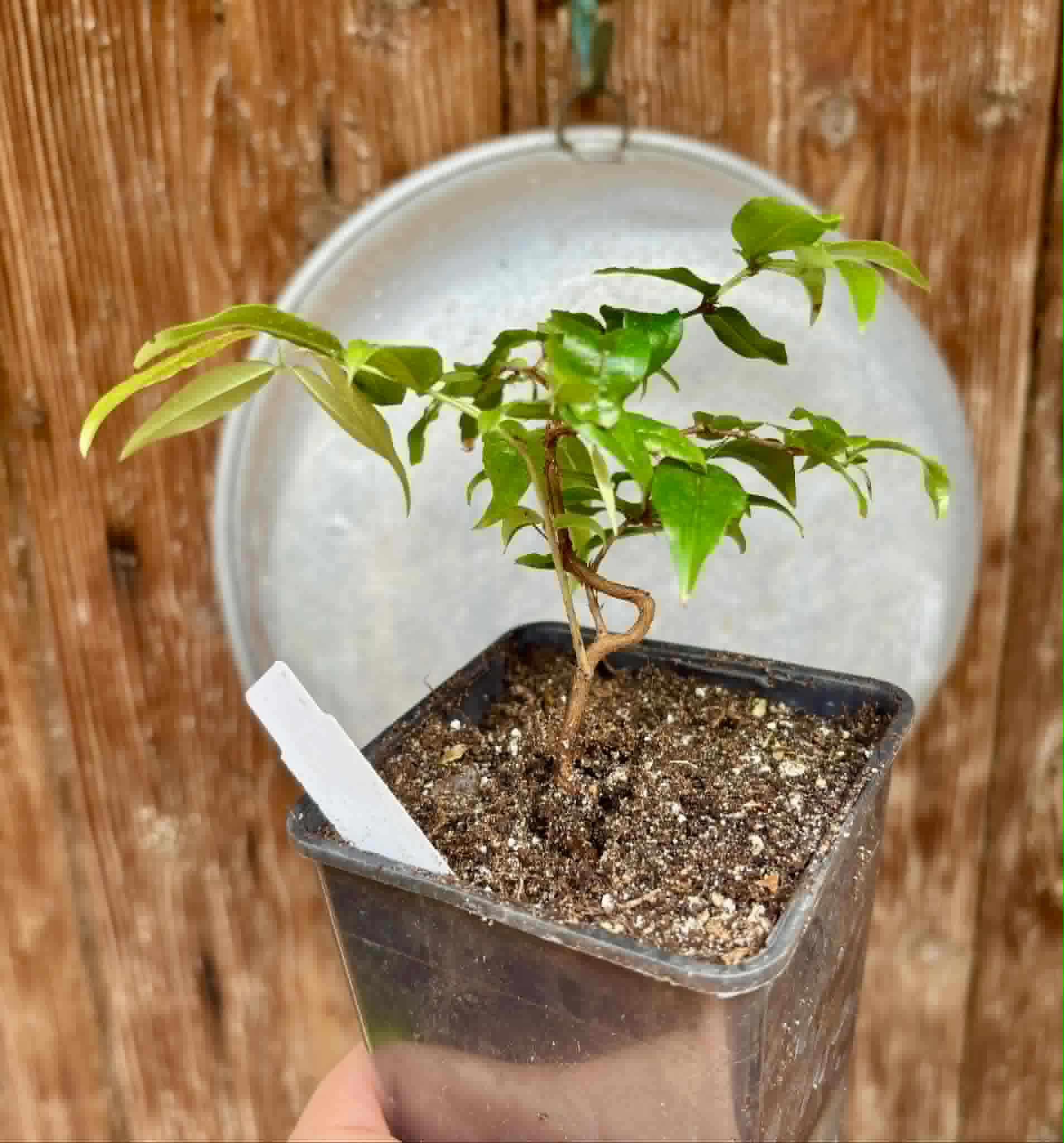 Plinia sp Giant Piray Argentina - 1 potted plant / 1 getopfte Pflanze