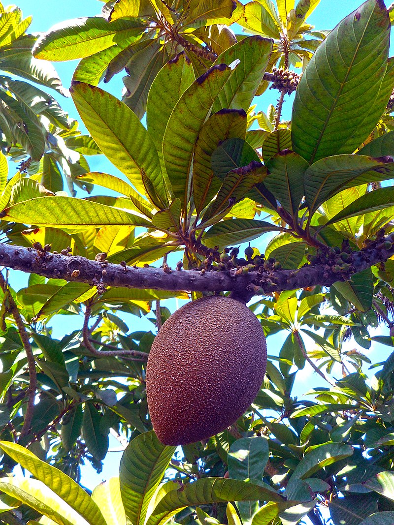 Pouteria sapota - Mamey Sapote - 1 fresh seed / 1 frischer Samen Pouteria sapota - Mamey Sapote - 1 fresh seed / 1 frischer Samen