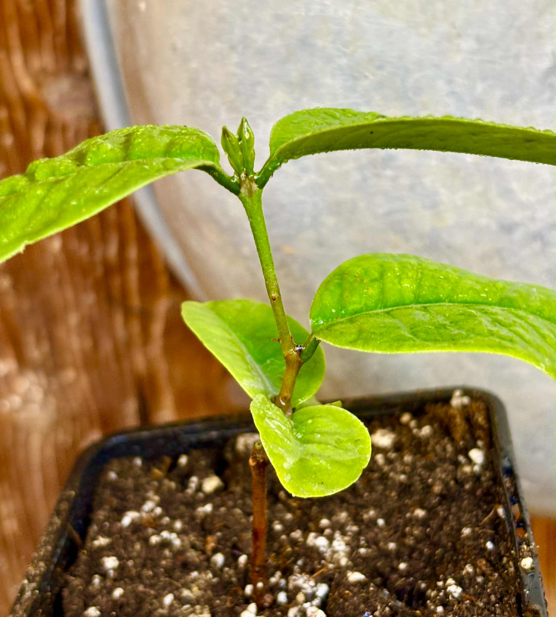 Eugenia bahiensis  - 1 potted plant / 1 getopfte Pflanze