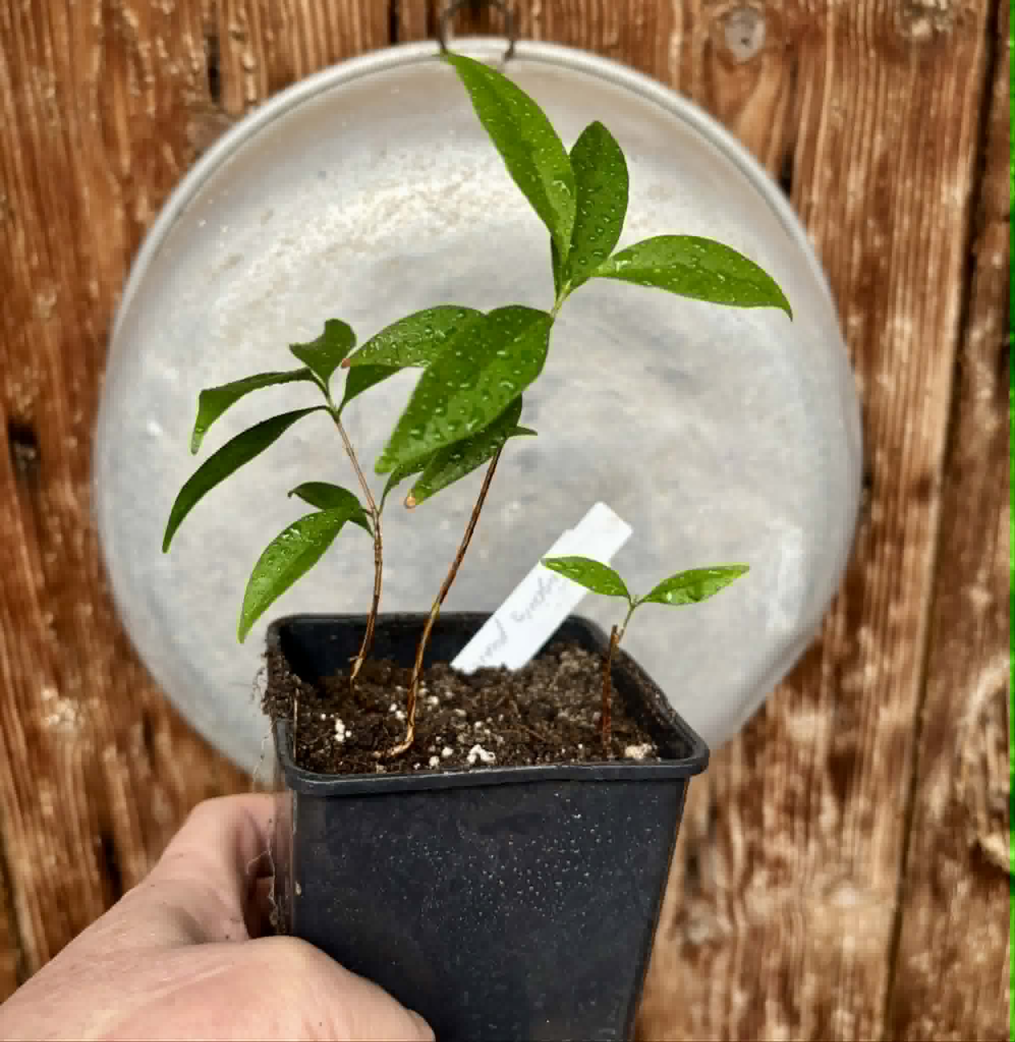 3 in 1 pot - Eugenia punicifolia - 3 seedlings in one pot / 3 Sämlinge in einem Topf