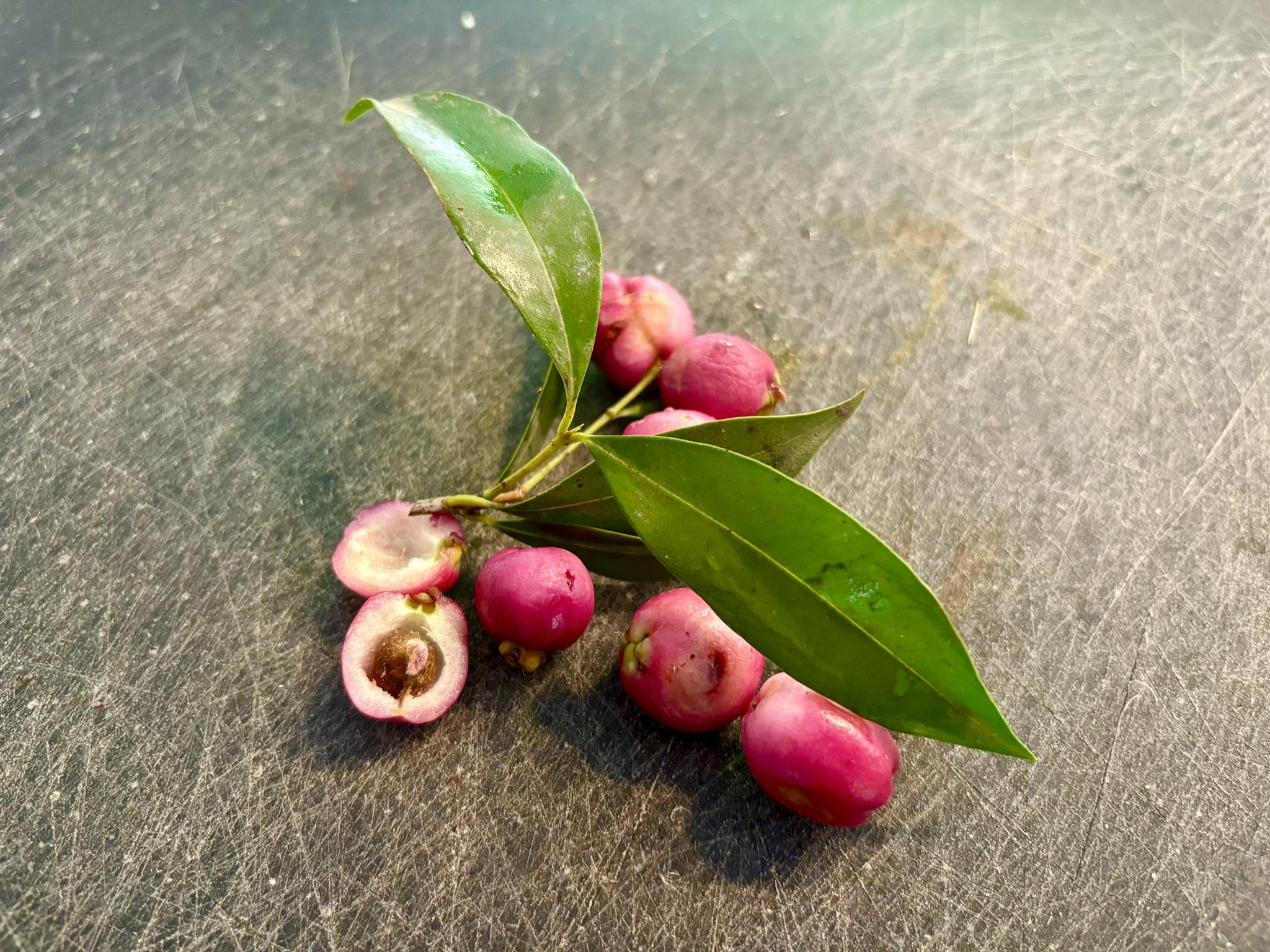 Syzygium smithii - Lilly Pilly - 1 potted plant / 1 getopfte Pflanze