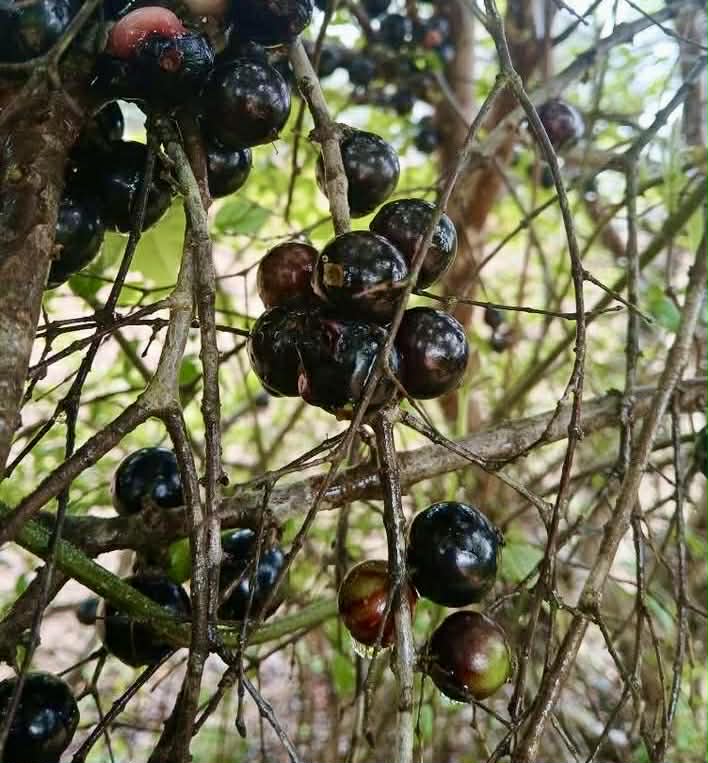 Pre Order - Plinia sp Lagoa black -  1 fresh seed / 1 frischer Samen